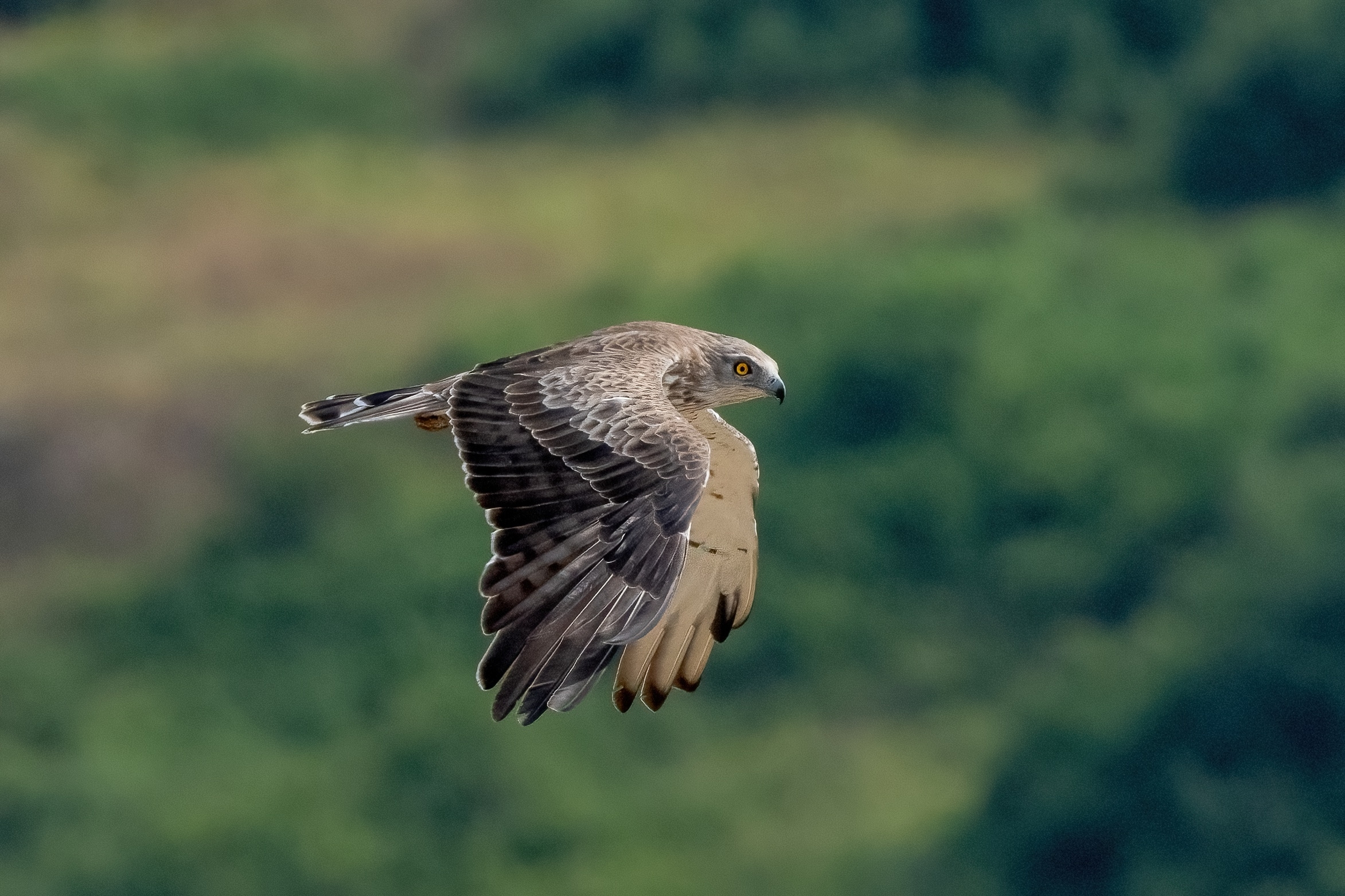 Short-toed Eagle (Circaetus gallicus)