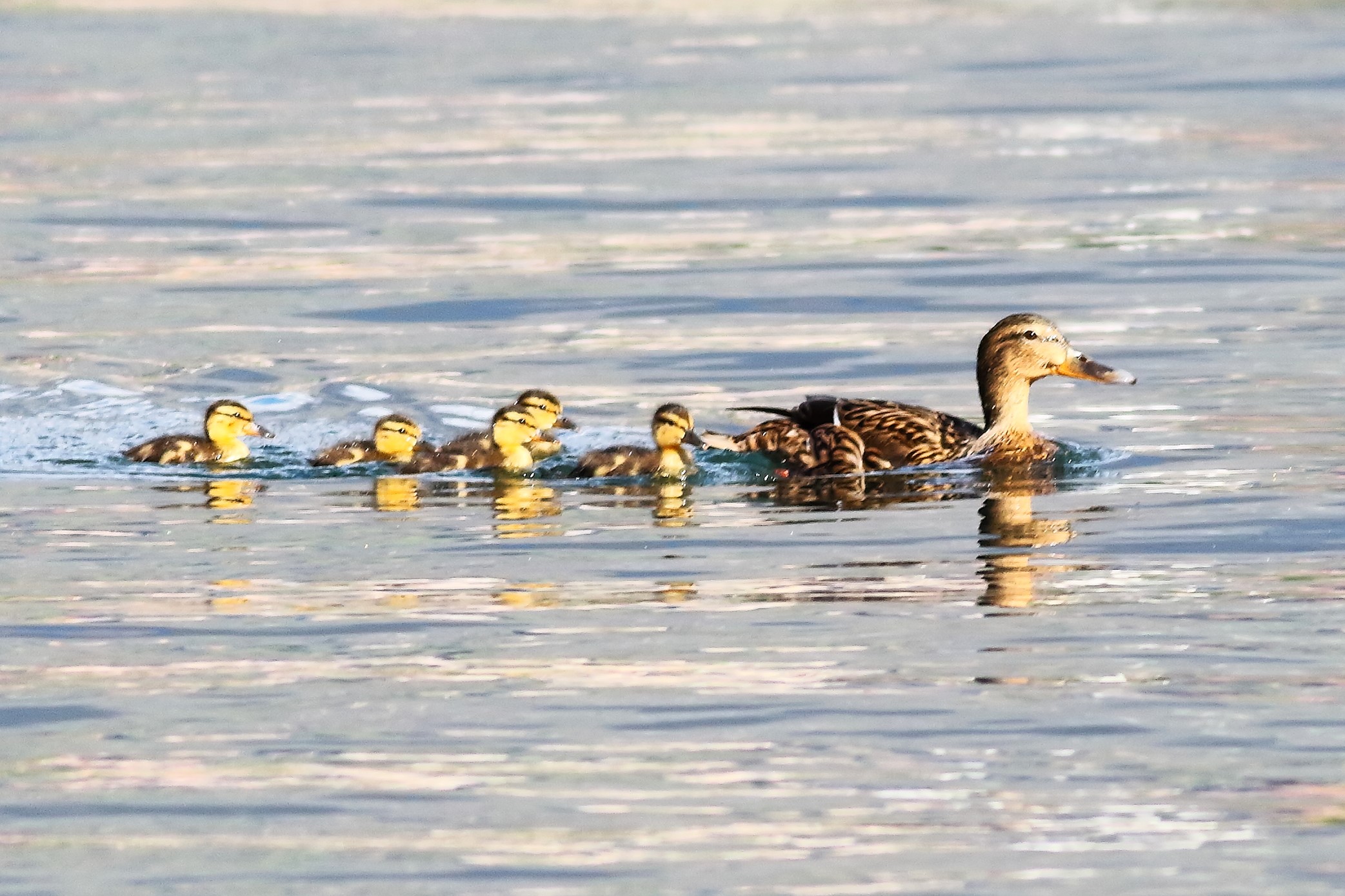 Germani 04 aprile 2024 - 7750