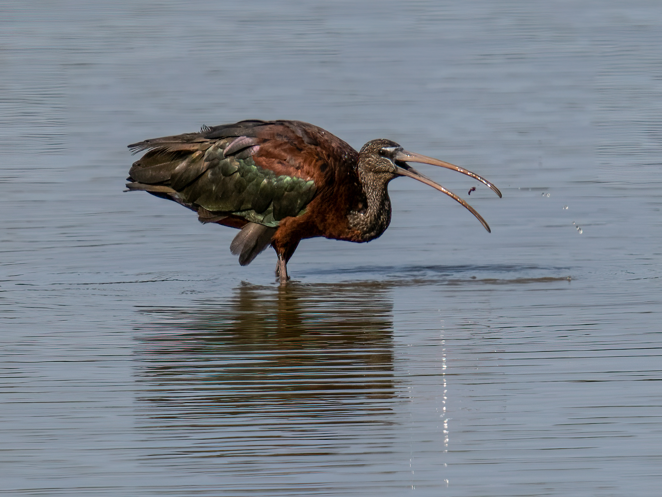Glossy ibis