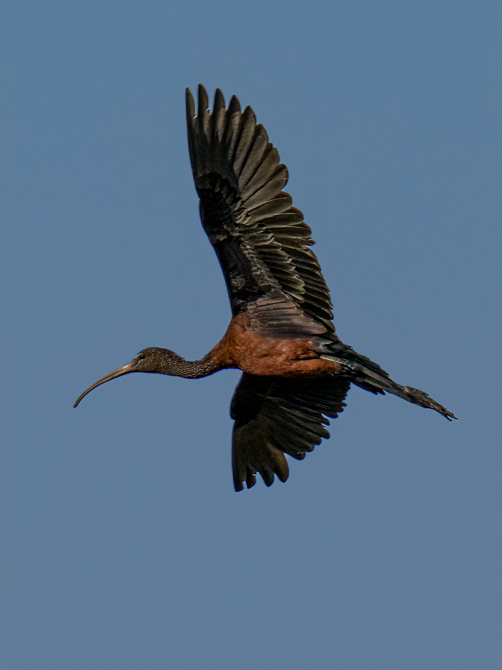 Glossy ibis