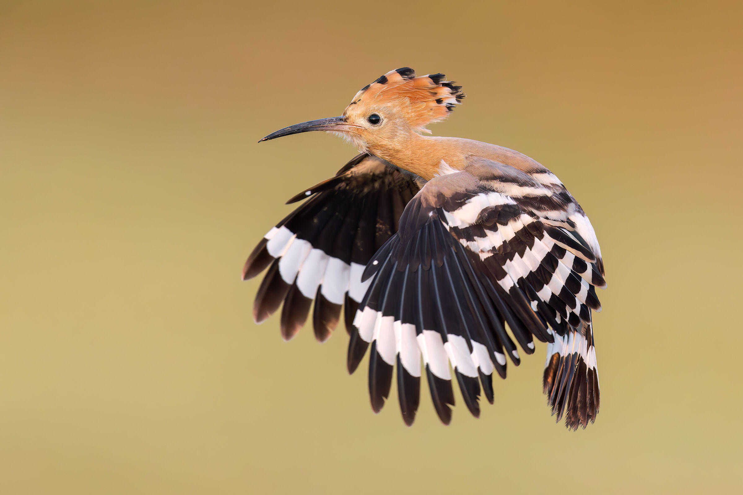 Hoopoe
