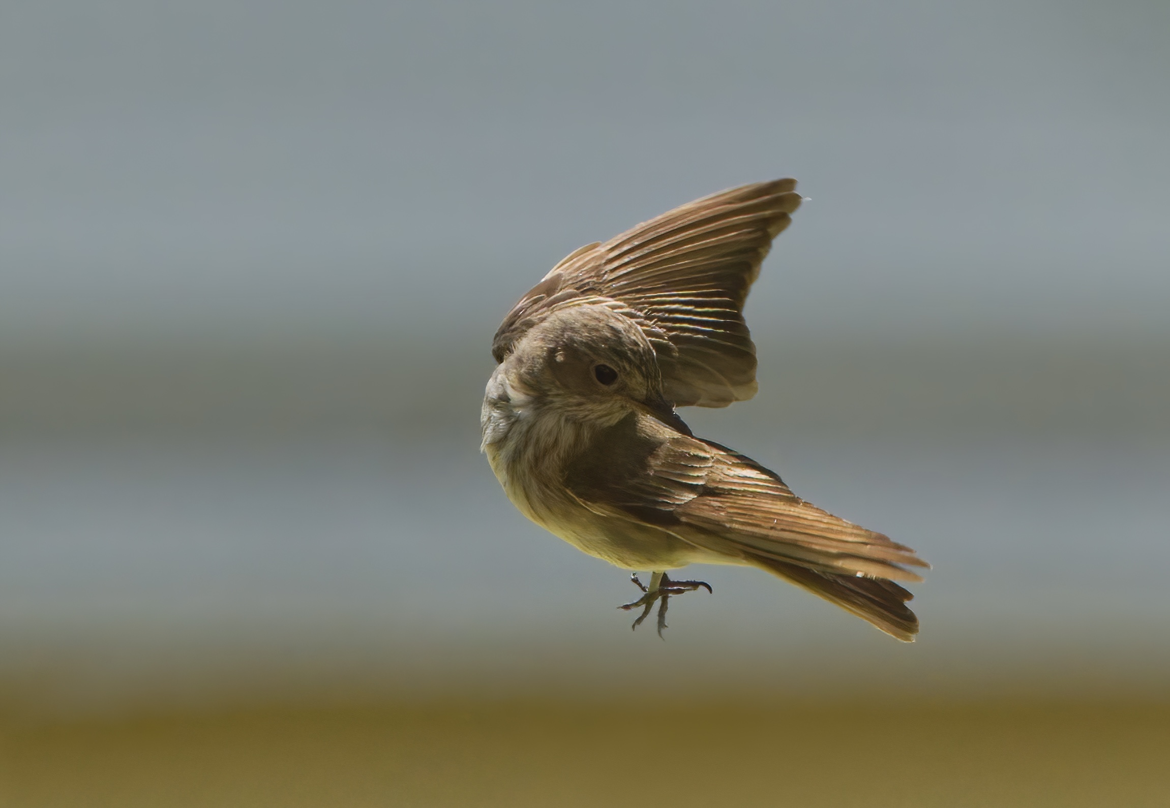 Pigliamosche in volo