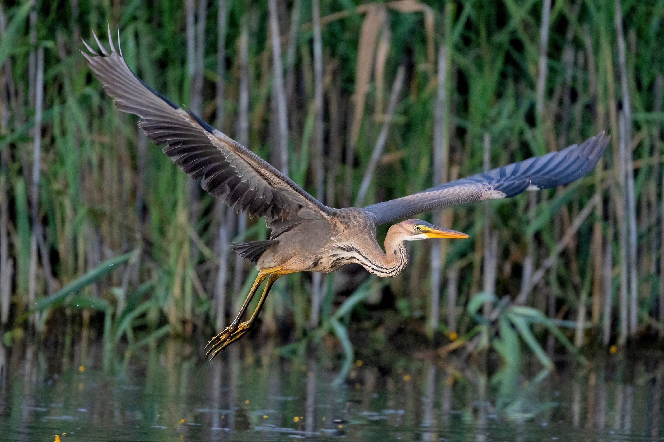 Airone rosso (Ardea purpurea)