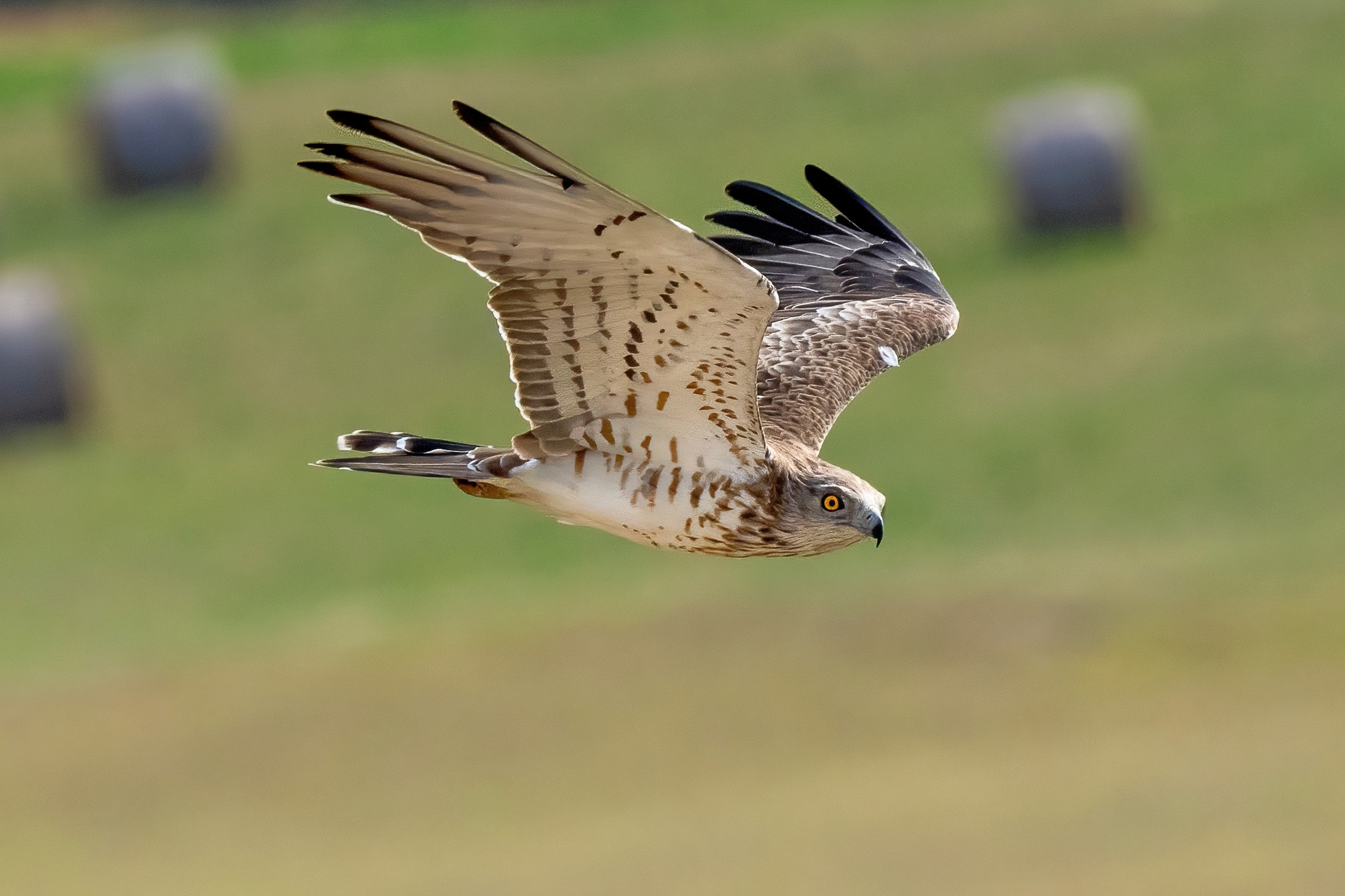 A disturbing look. Harrier eagle
