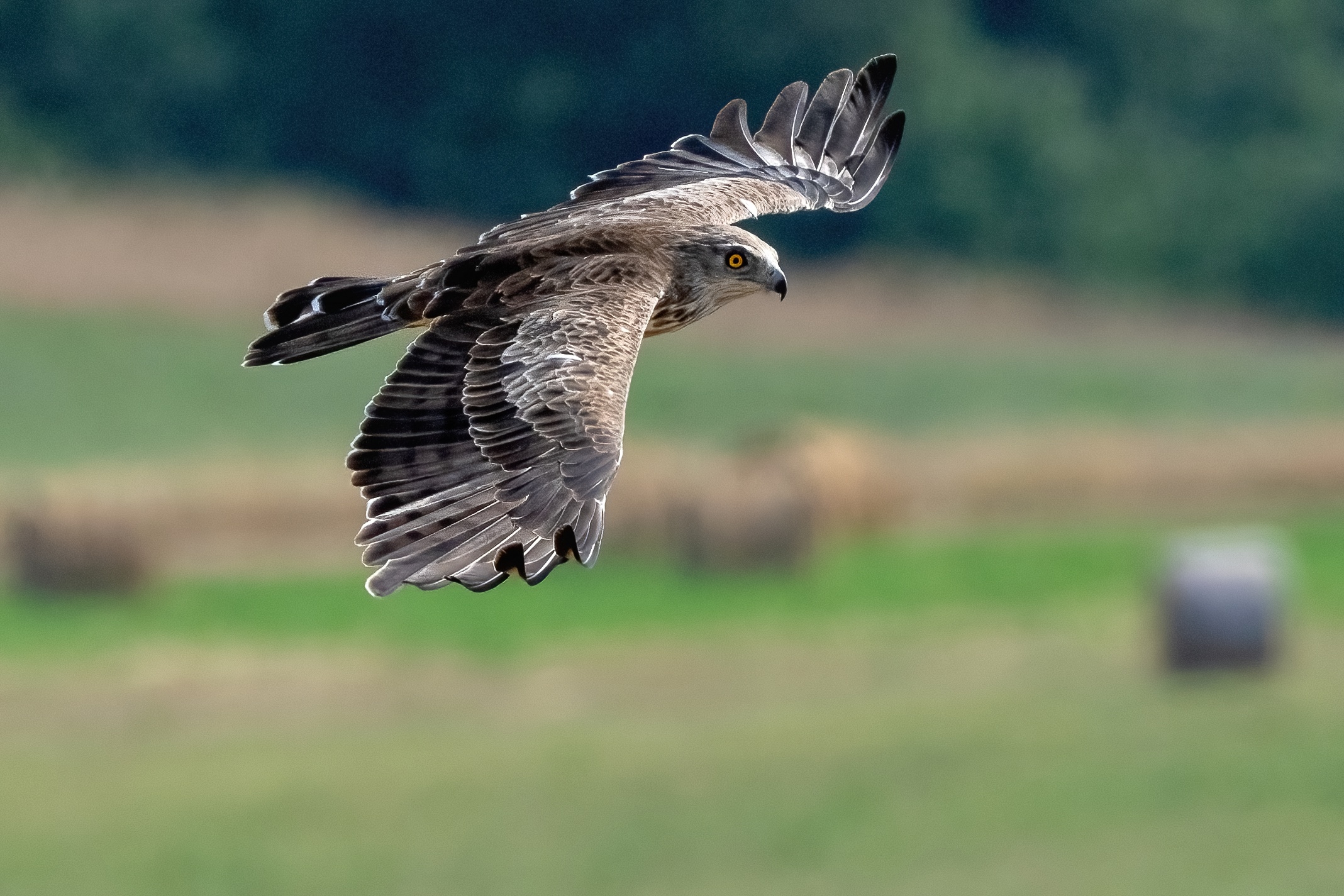 Short-toed Eagle (Circaetus gallicus)