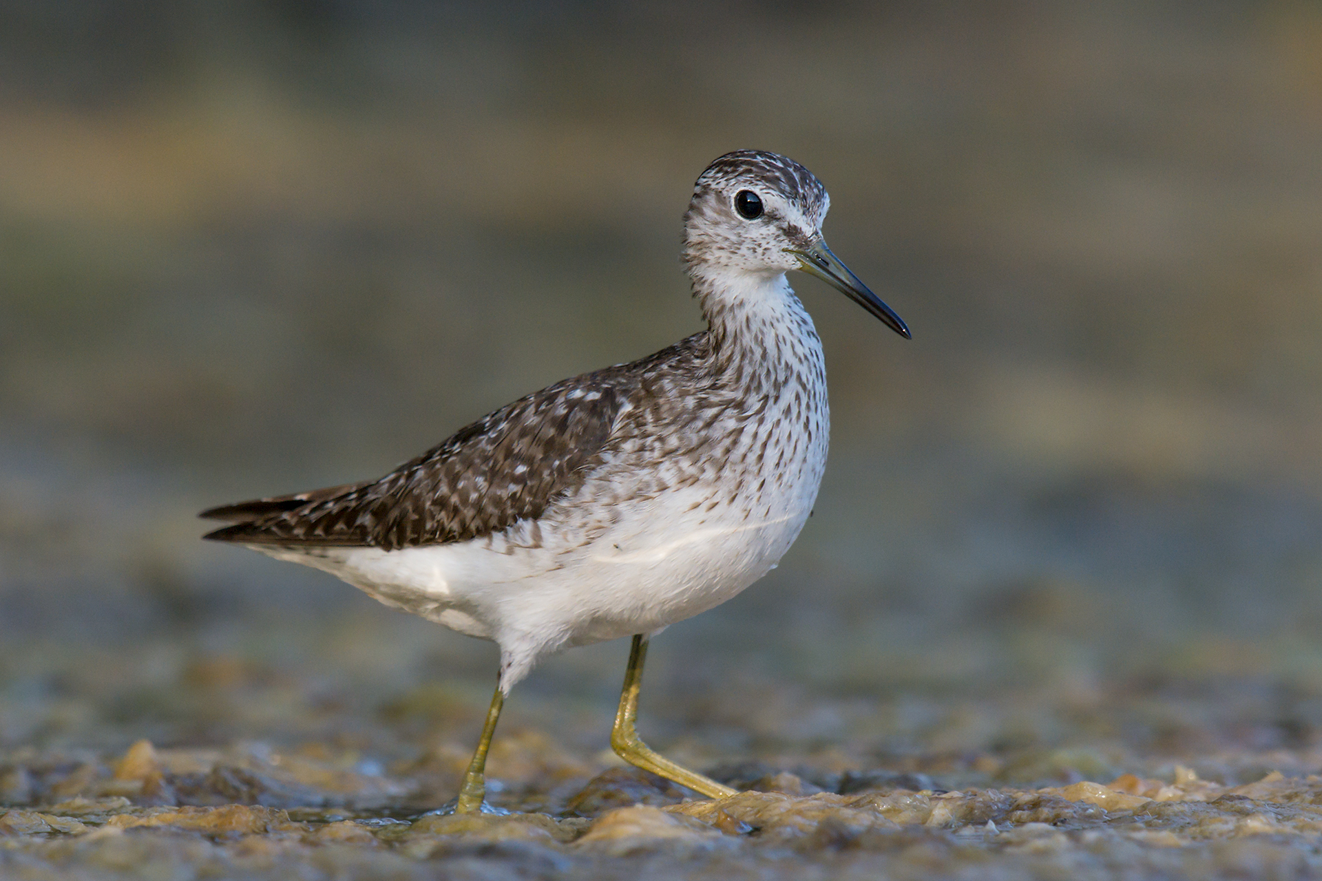 Wood Sandpiper