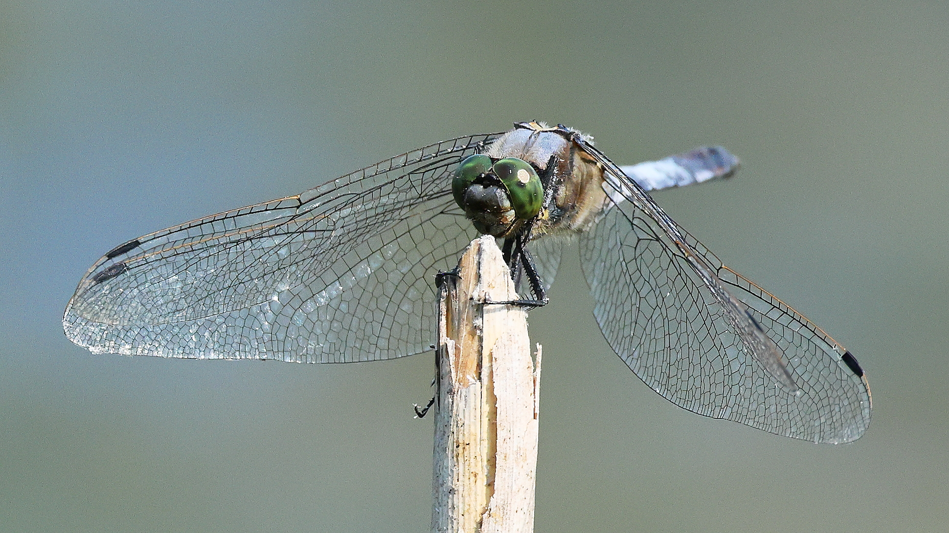 dragonfly.