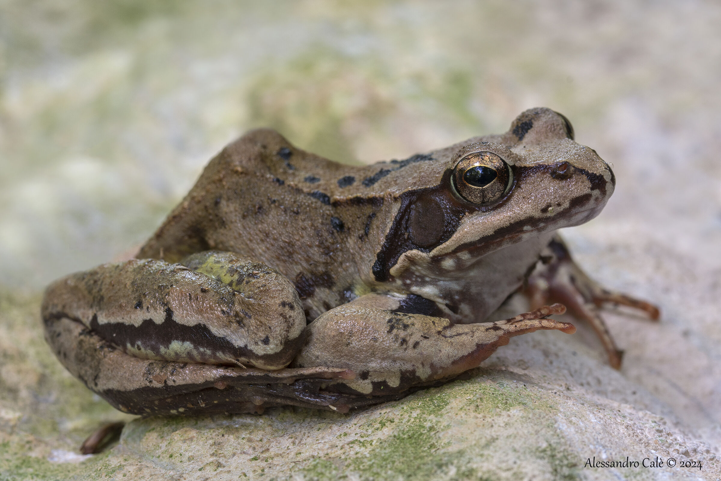 Dalmatian frog 1537