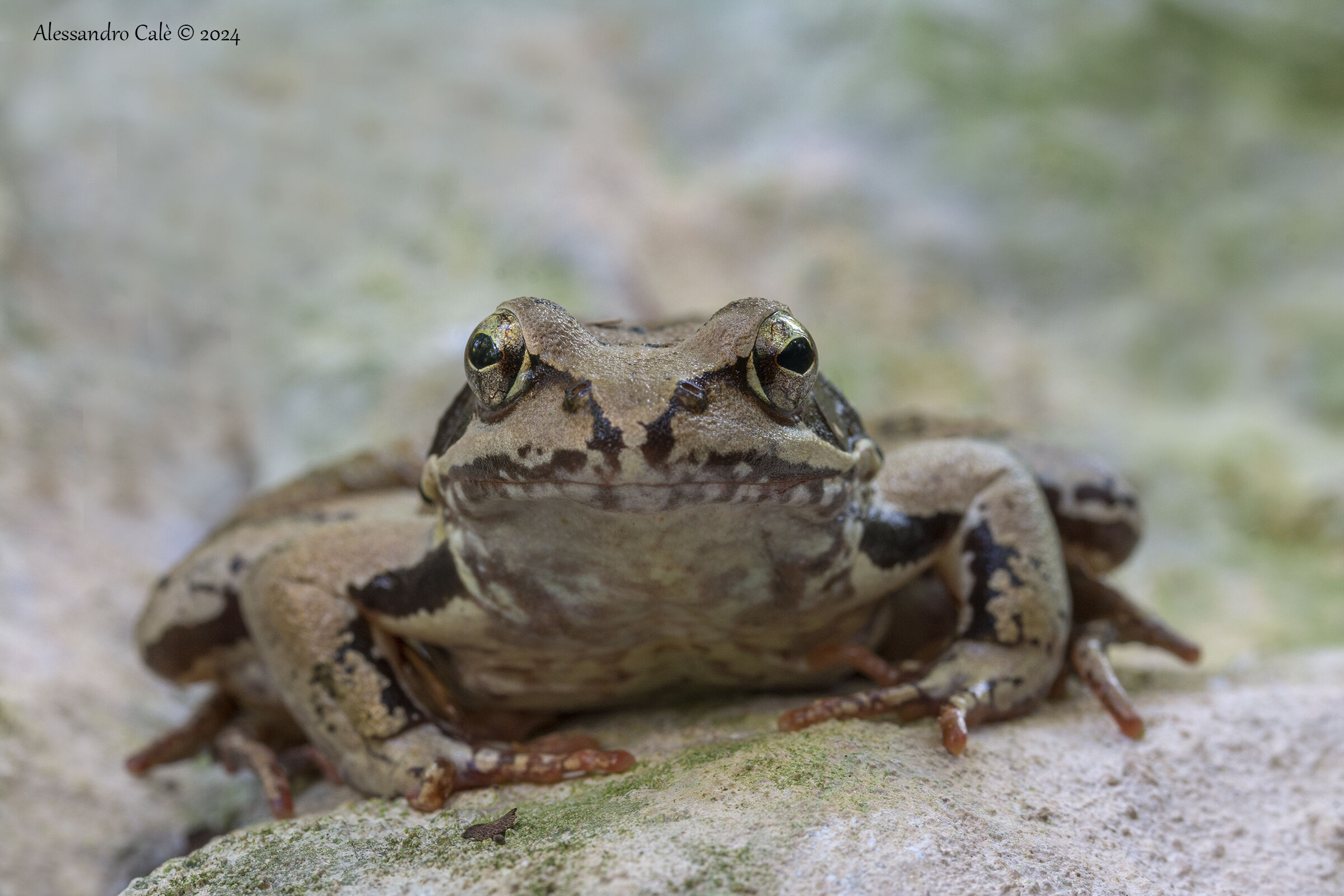 Dalmatian frog 1550