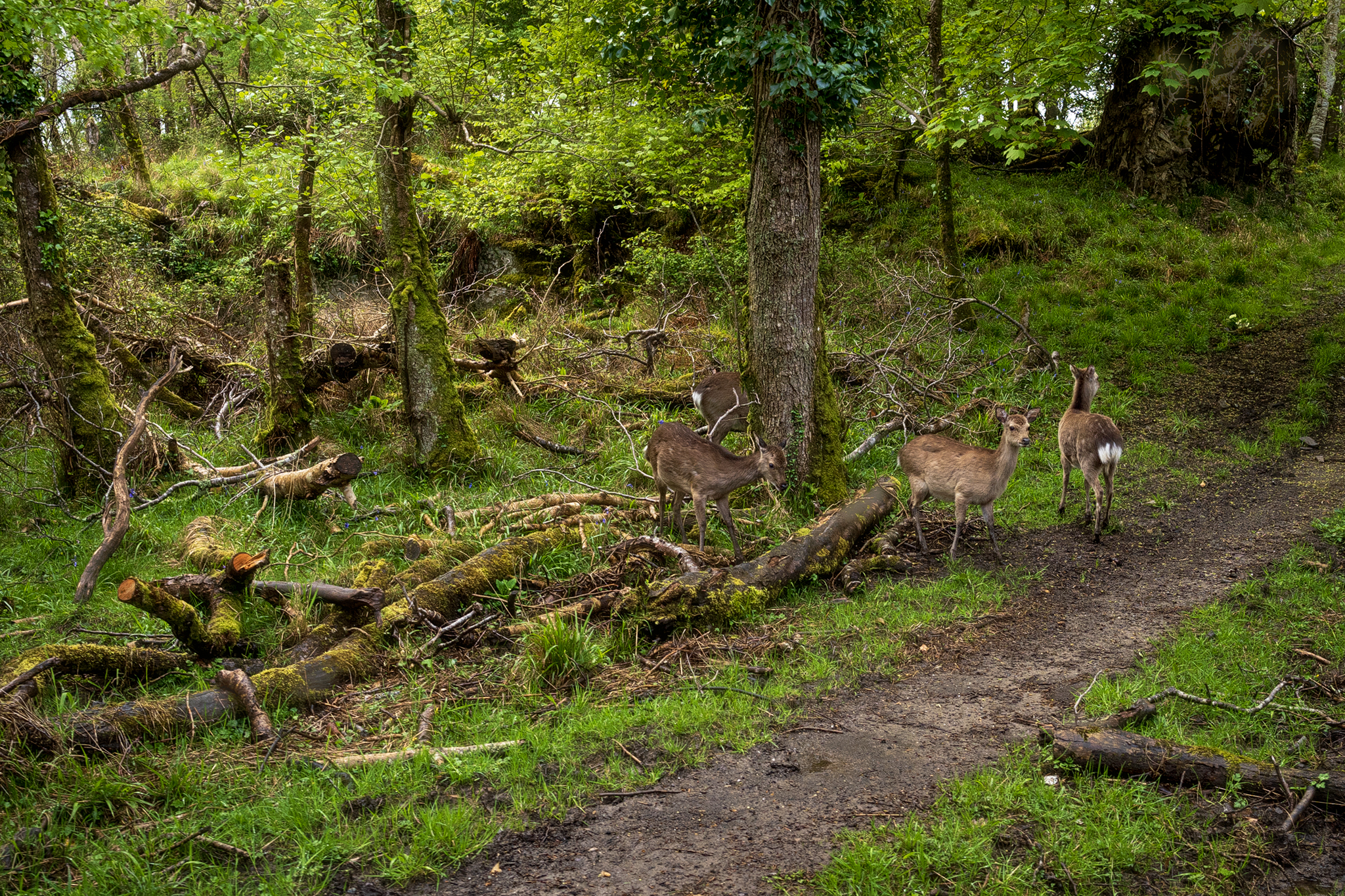 Killarney - Ireland.