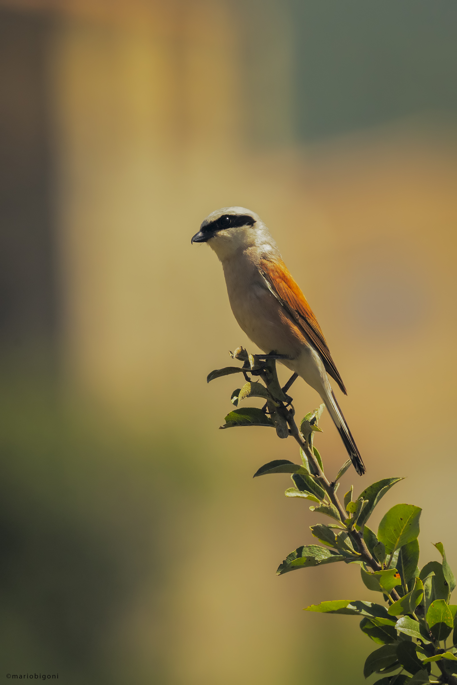 Small Shrike, male