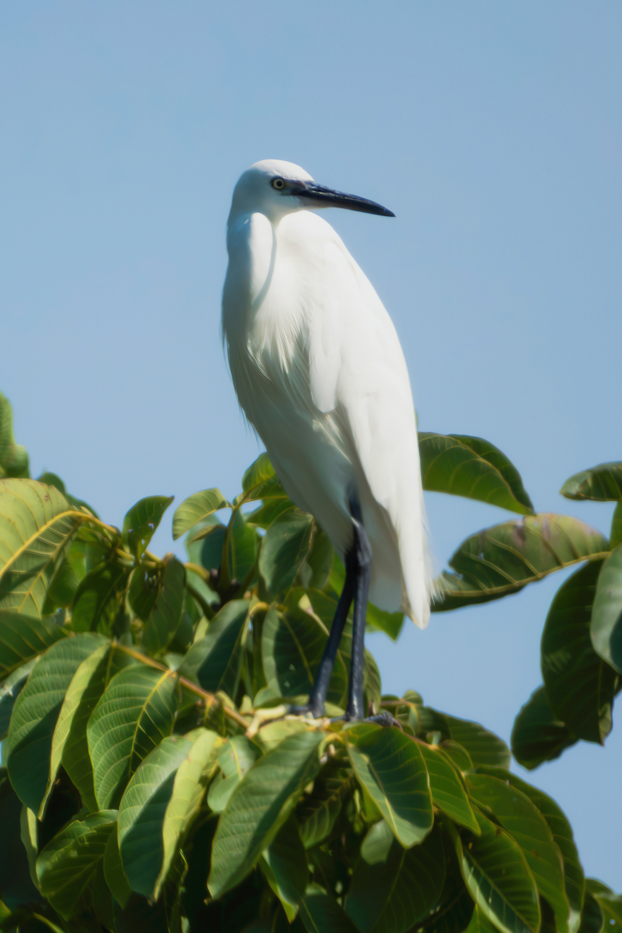 Egret the lookout (on top of a tree)