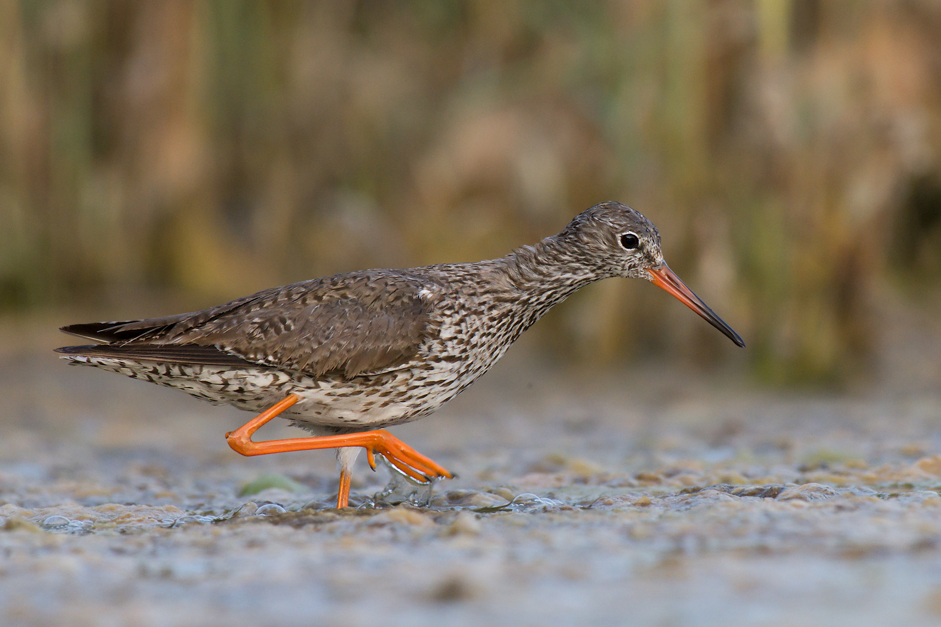 Redshank
