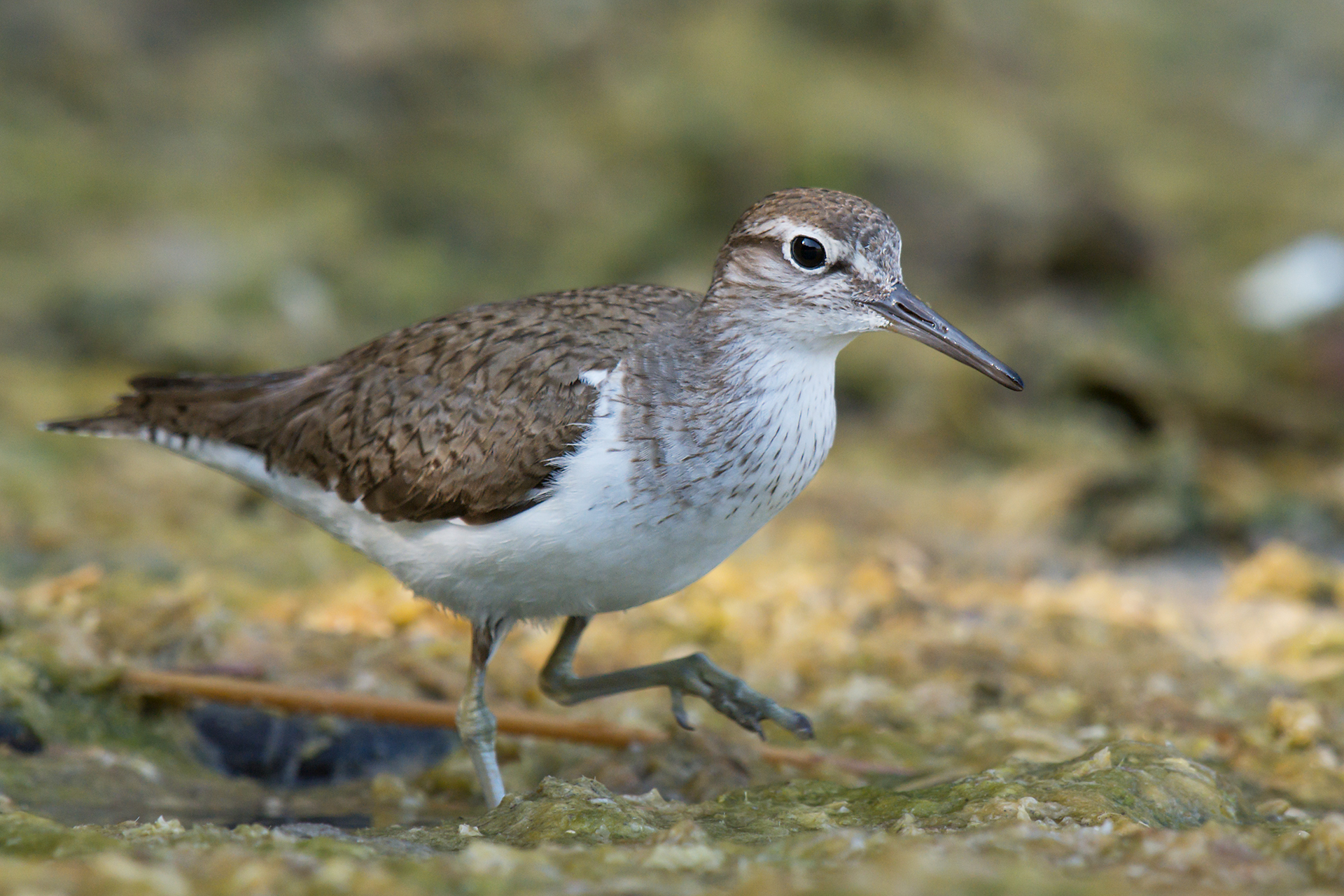 Small Sandpiper