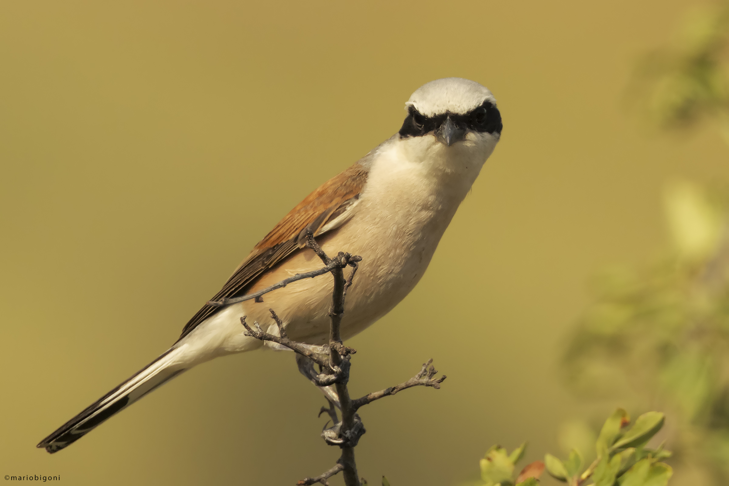 Small Shrike, male