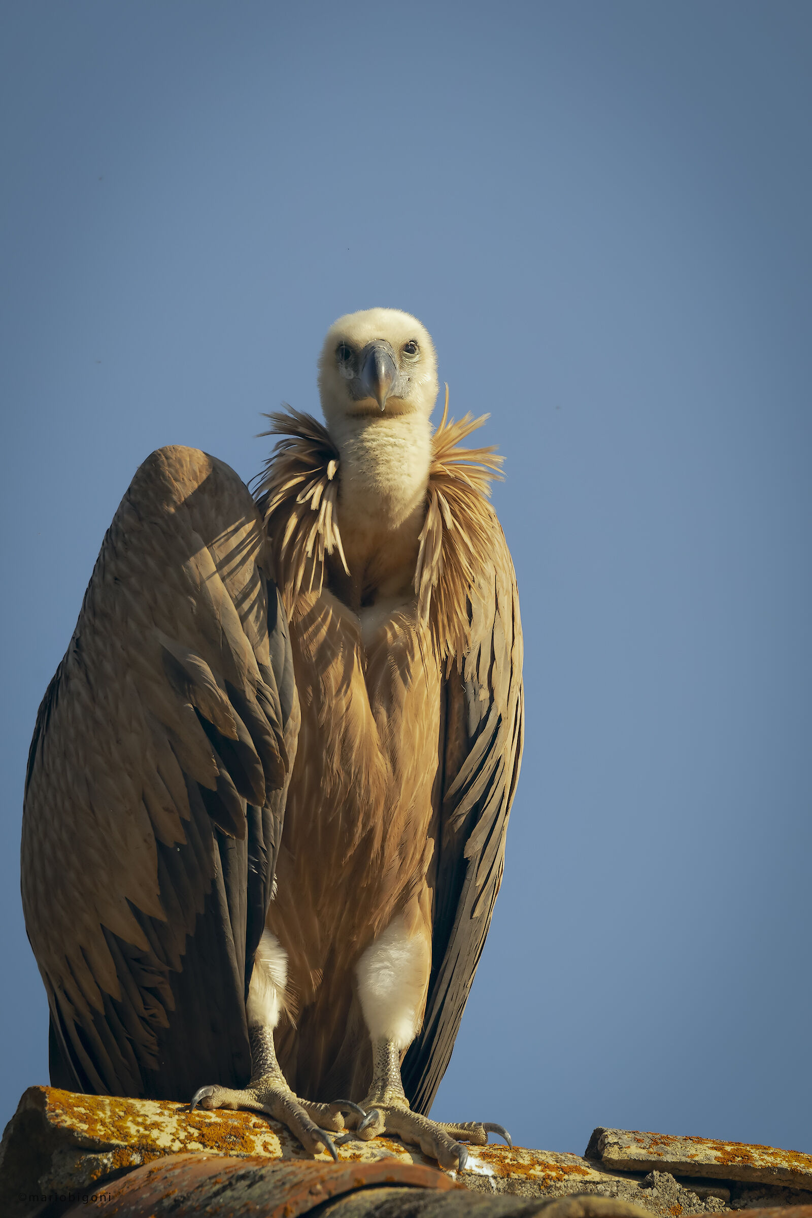Griffin