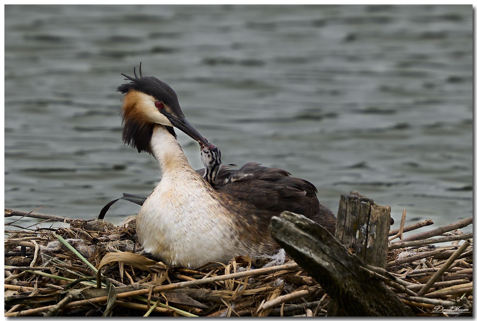 Grebe with pullet
