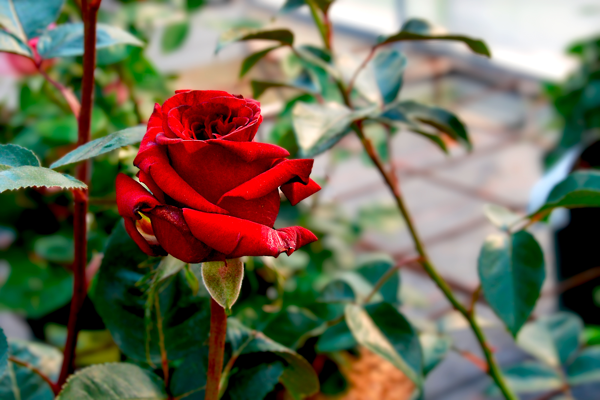 Rose