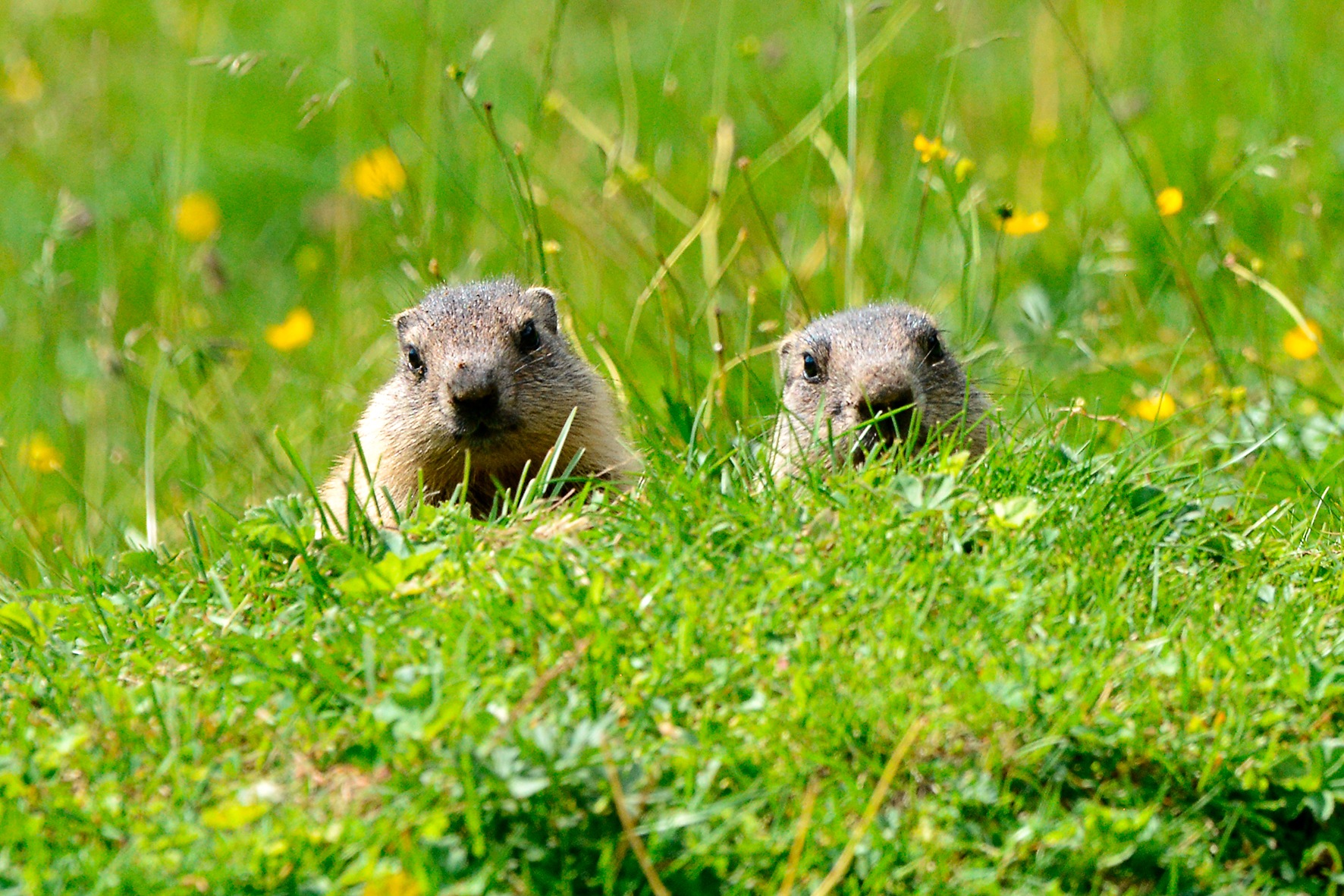 Marmots in the Durom Valley