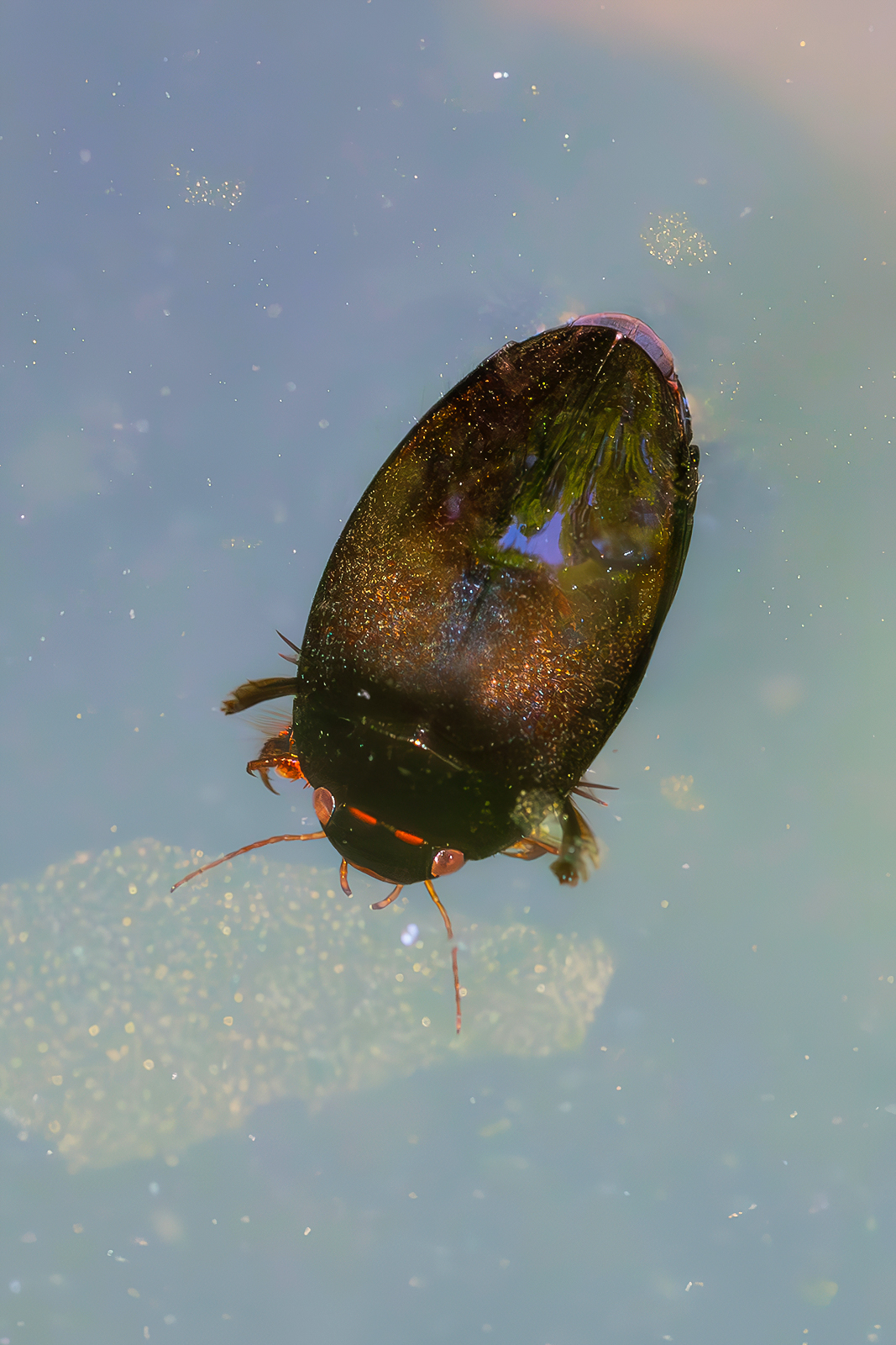 Dytiscidae sp. z o.o.