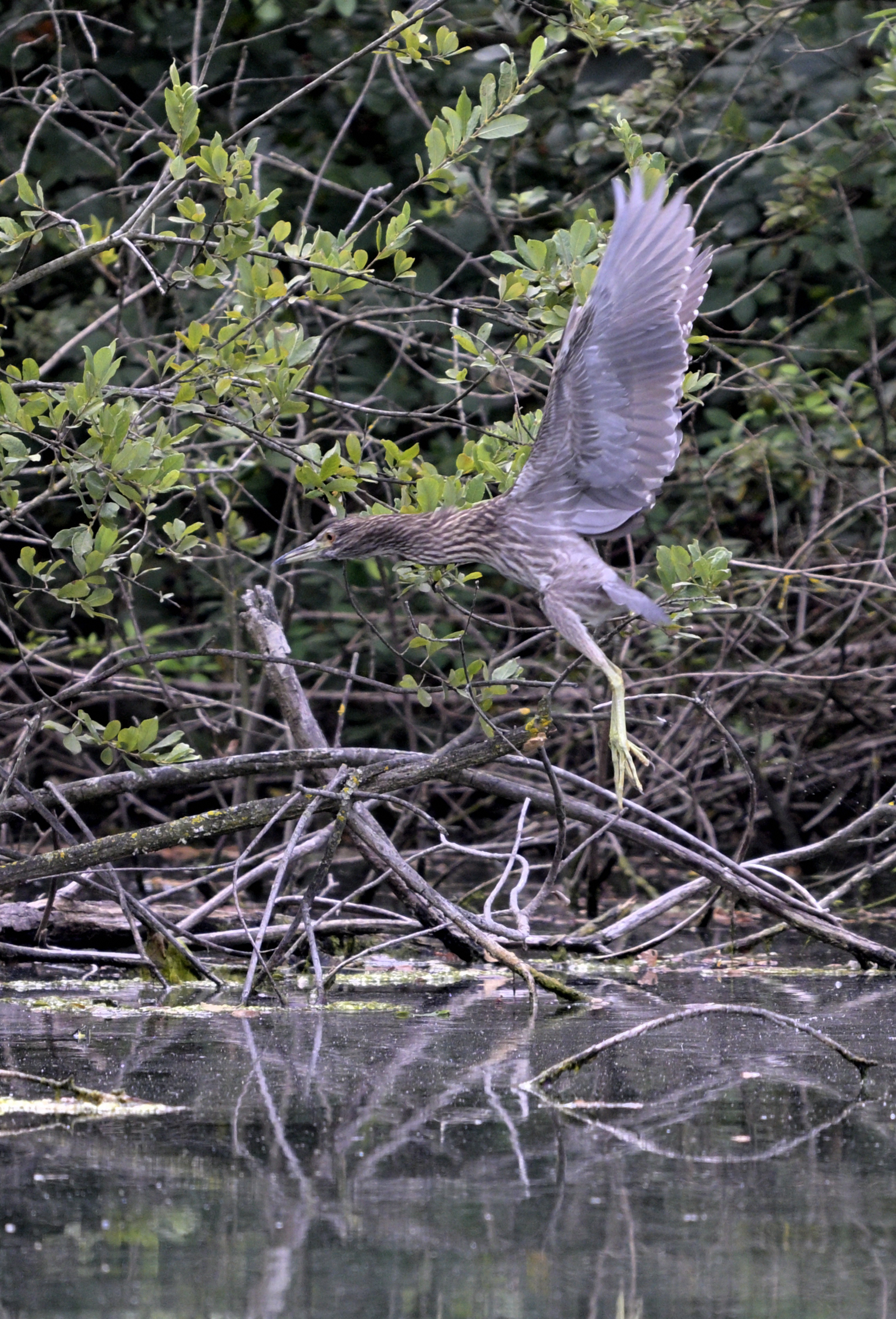 Tarabusino rientra al nido