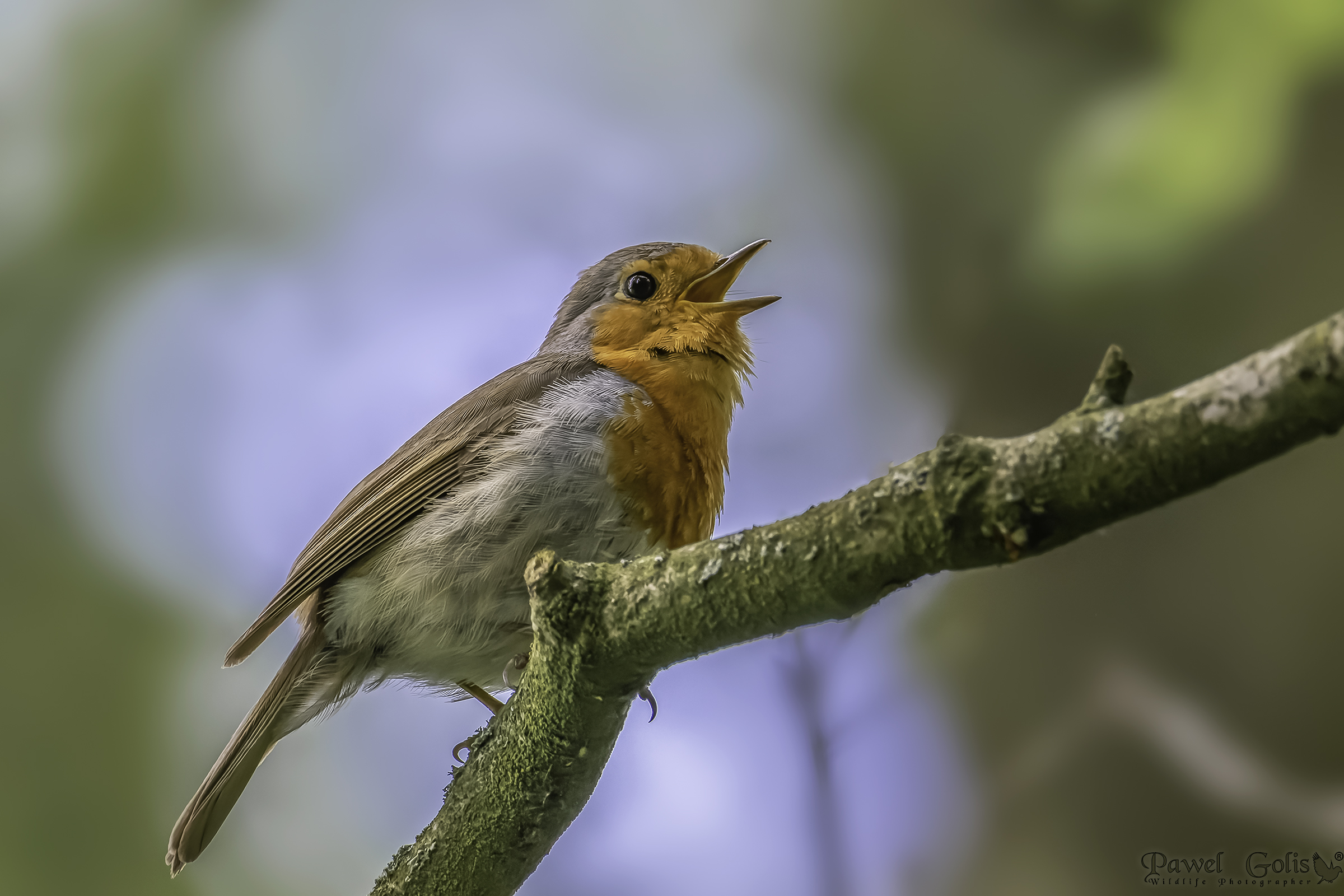 Pettirosso europeo (Erithacus rubecula)