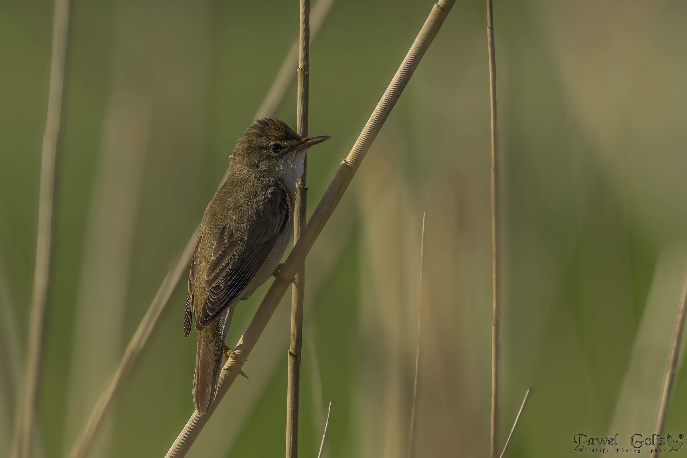 Cannaiolo (Acrocephalus arundinaceus)