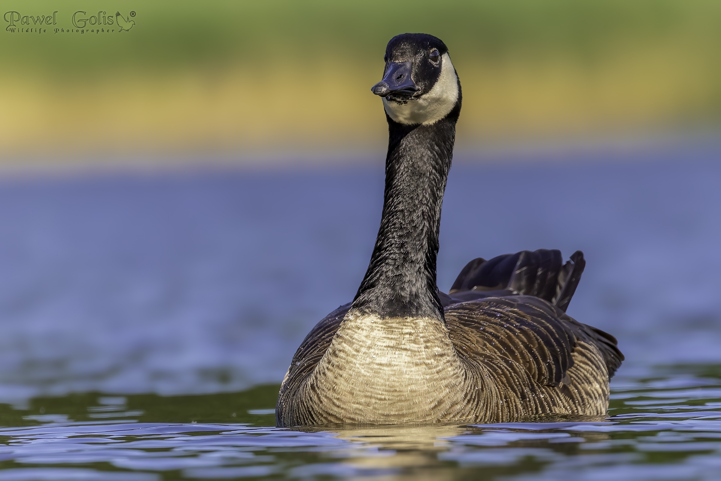 Oca canadese (Branta canadensis)