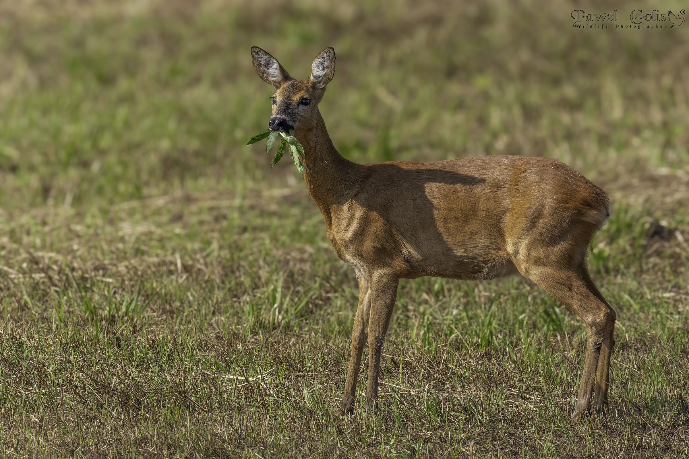 Capriolo (Capreolus capreolus)