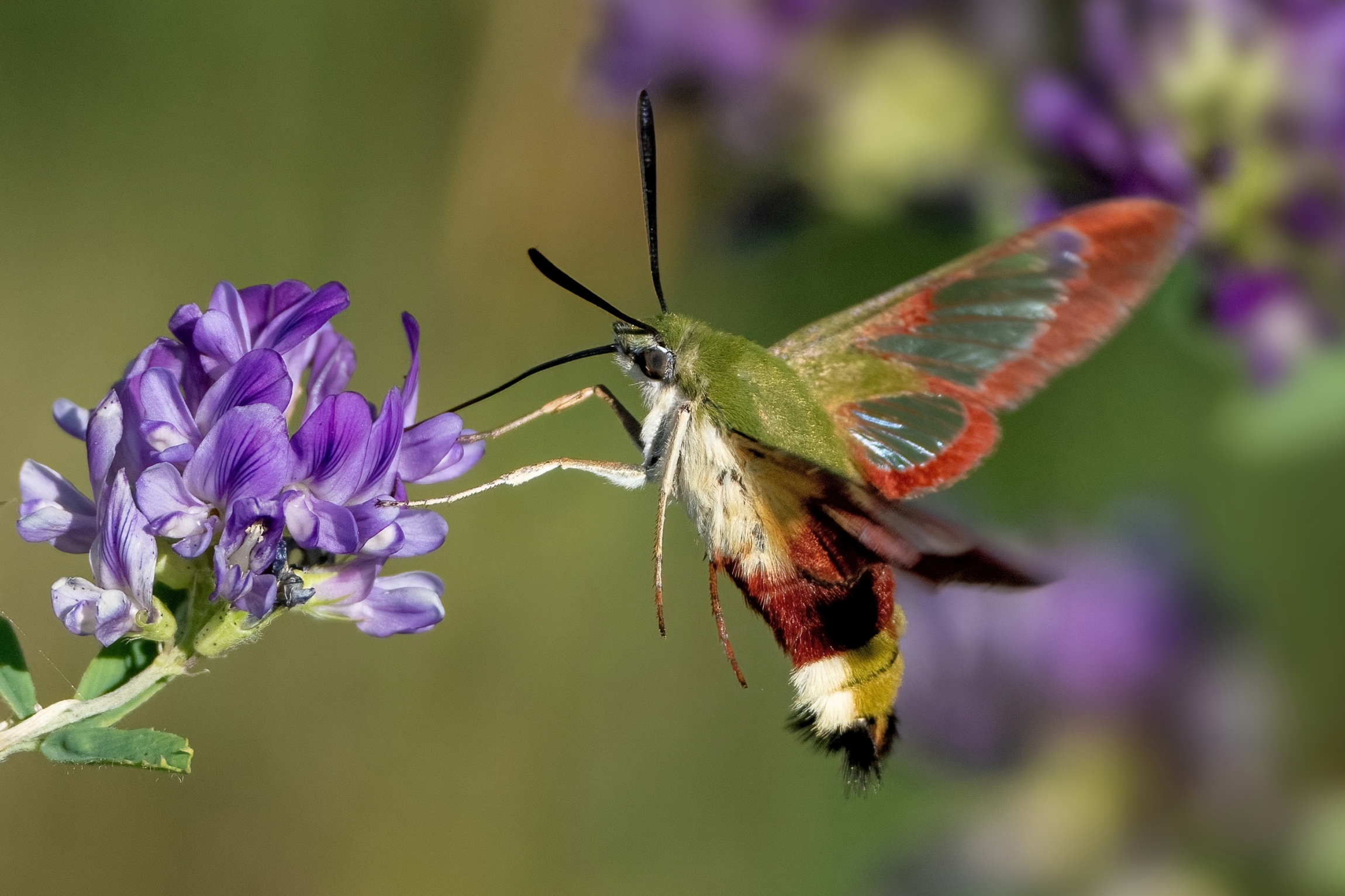 Hemaris fuciformis