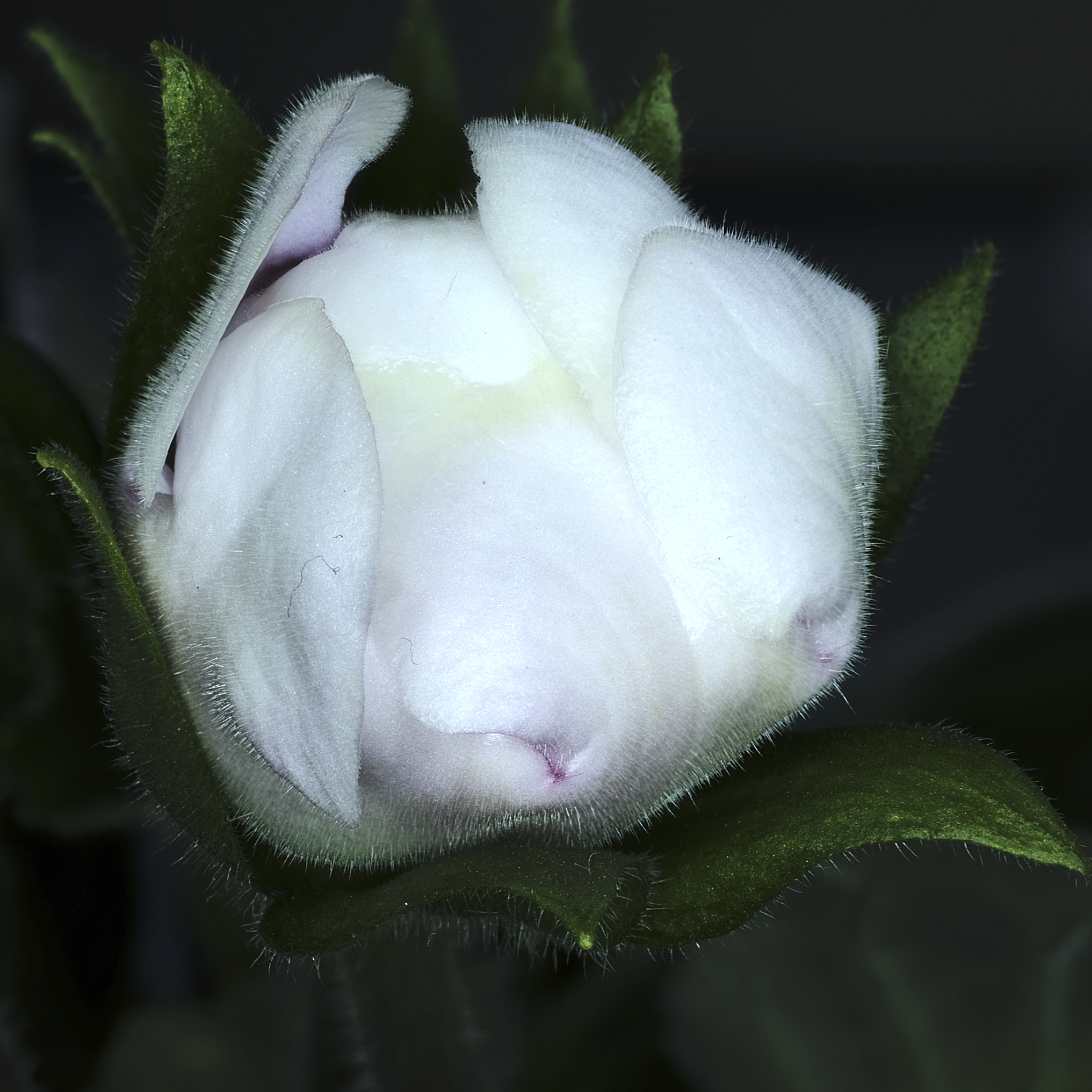 Bocciolo di Gloxinia