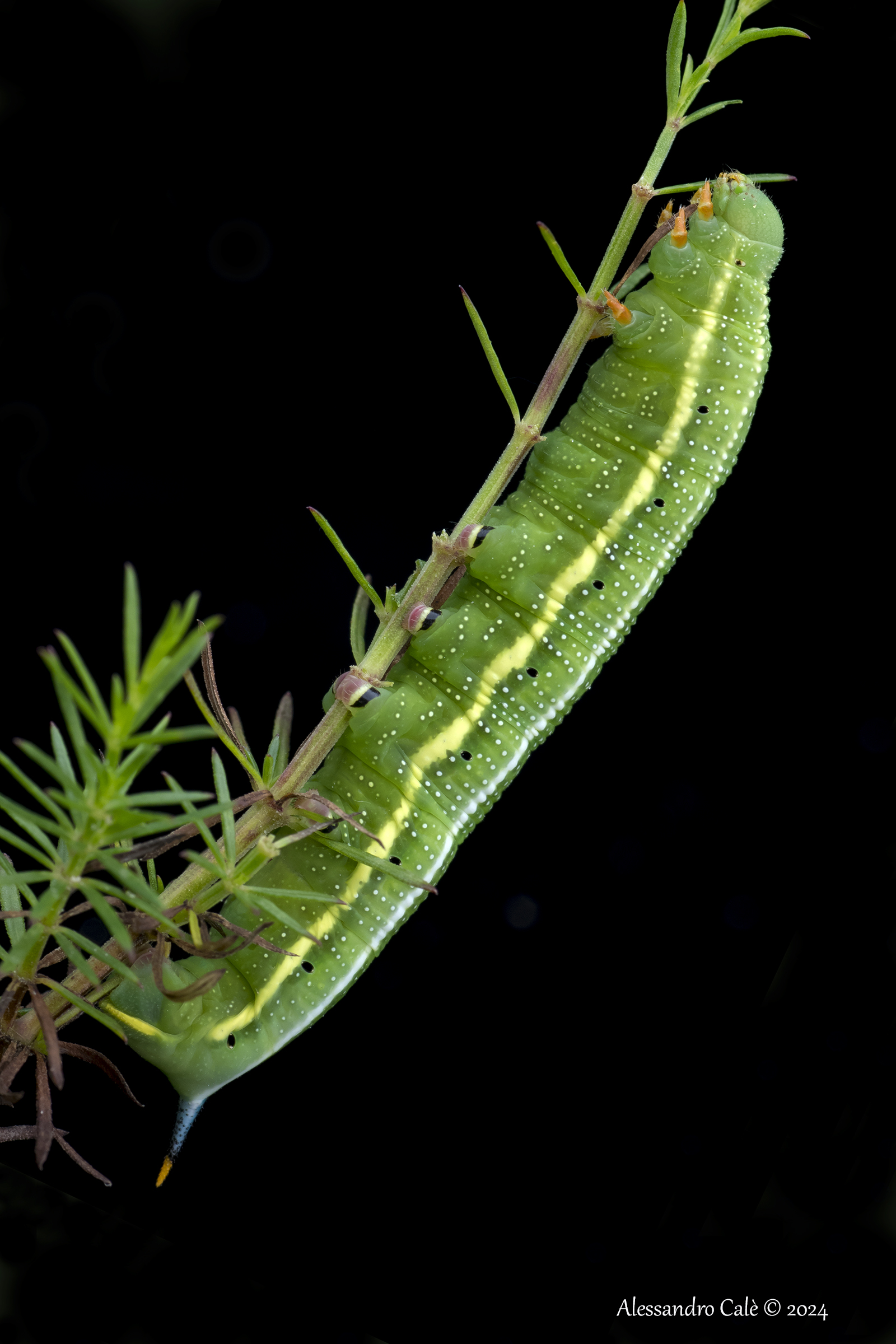 Macroglossum stellatarum 4020