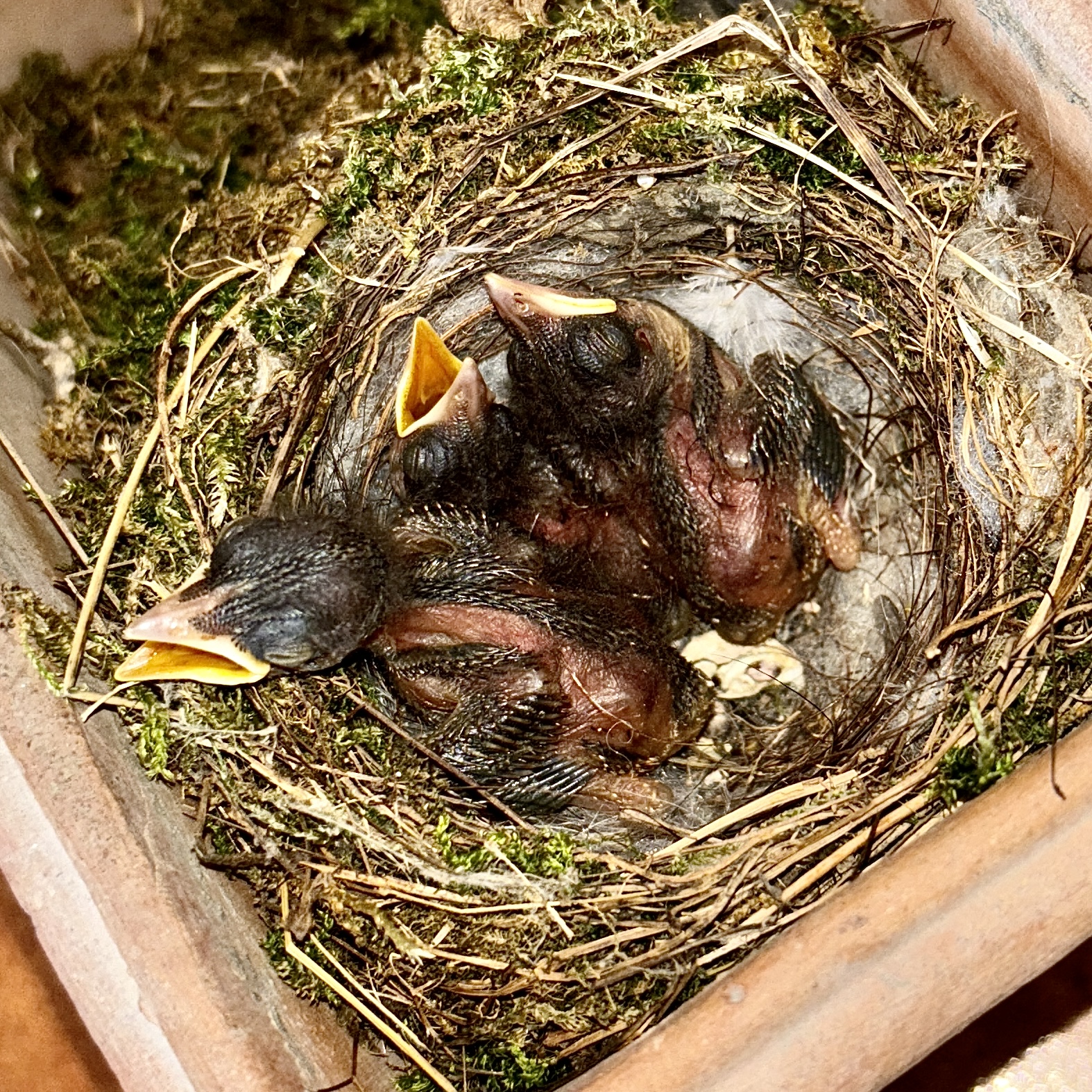 Discovered in a jar on the balcony.