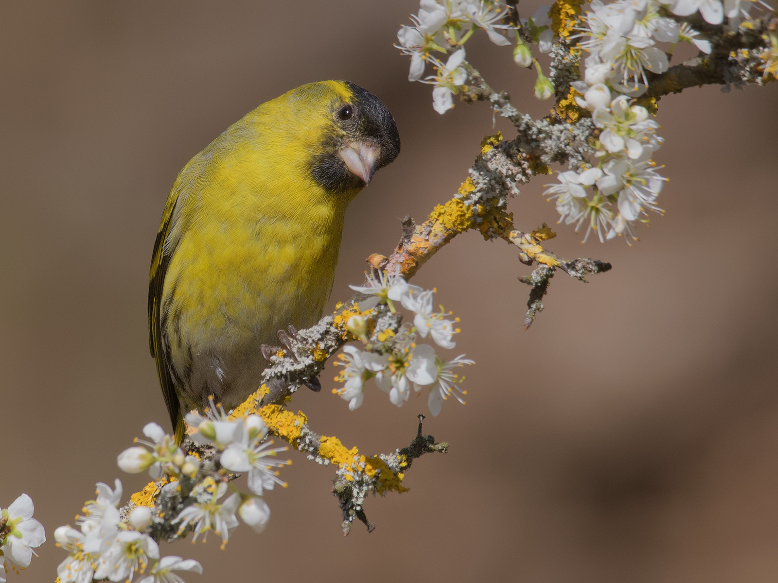 Lucherino(Carduelis spinus).