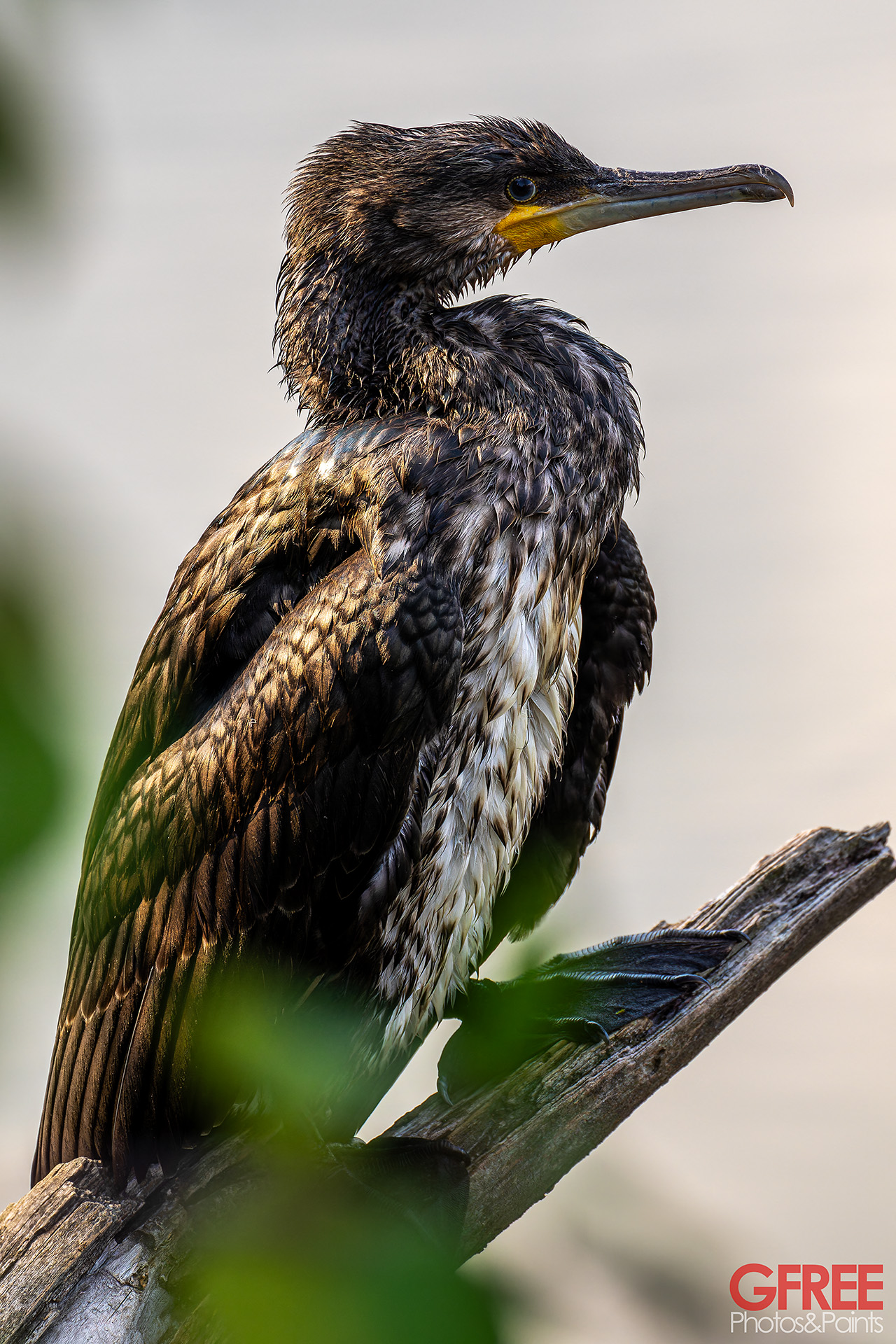 Cormorano alle Torbiere del Sebino