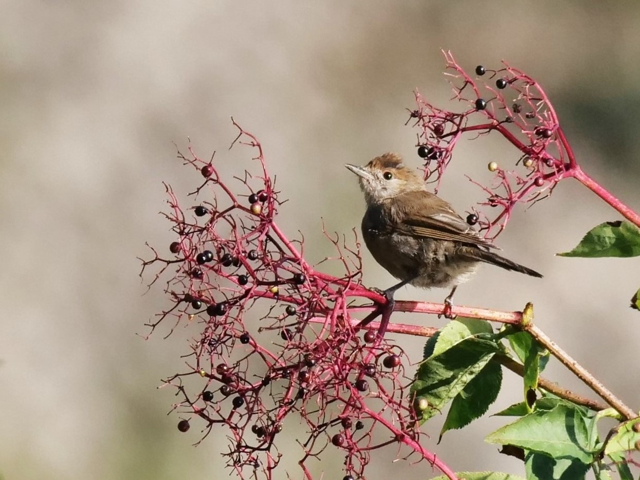 La capinera e il sambuco (Sylvia atricapilla) femmina