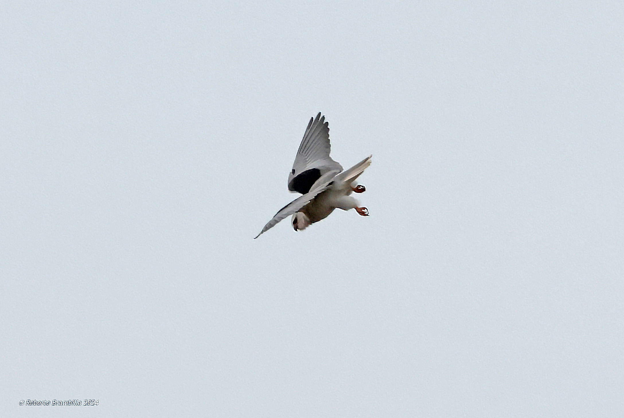 Swooping White Kite