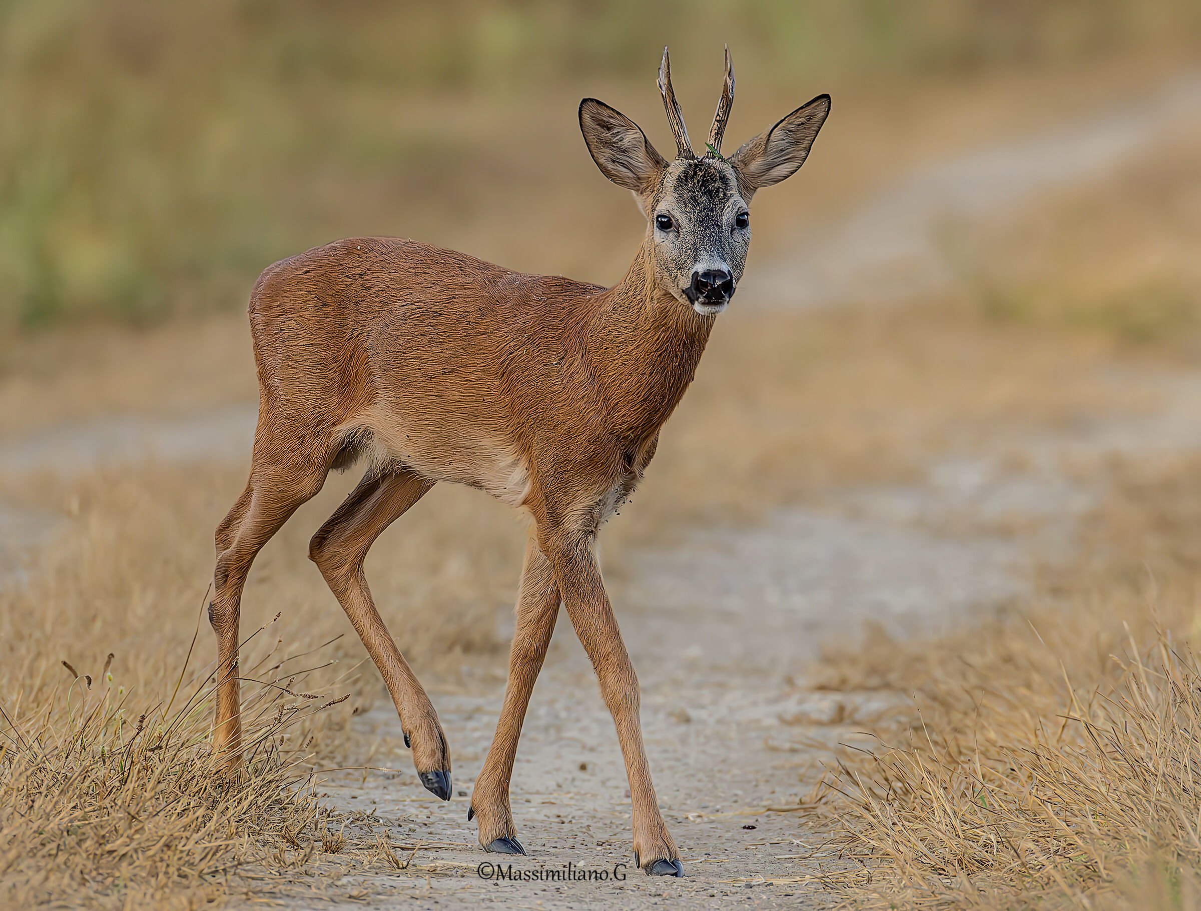 Roebuck