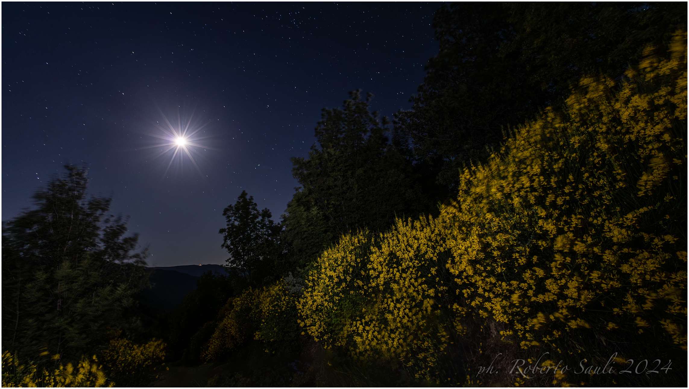 Ginestre al chiaro di luna