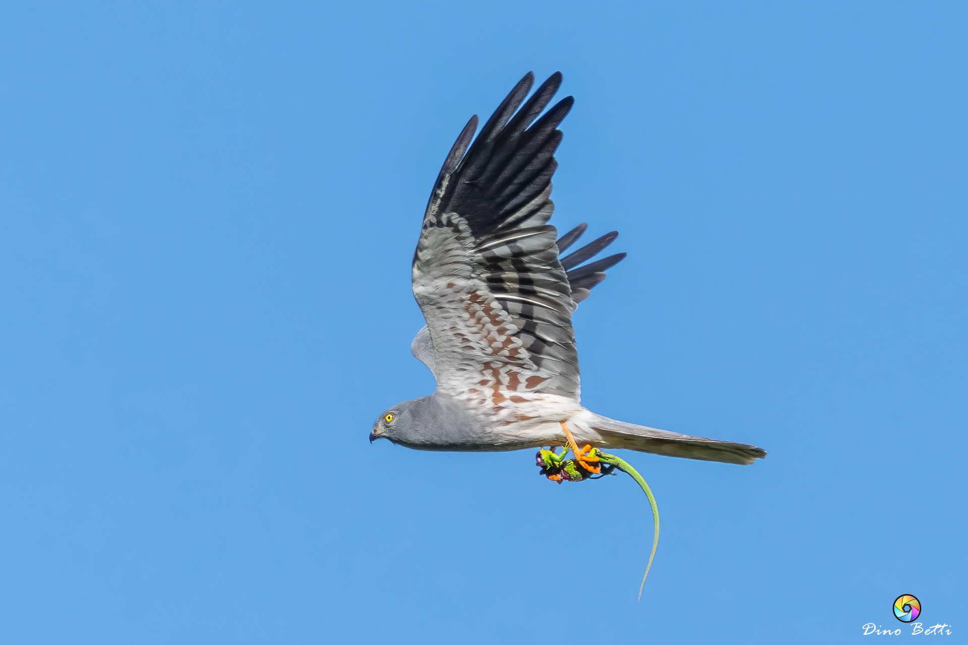 Albanella, con un Ramarro