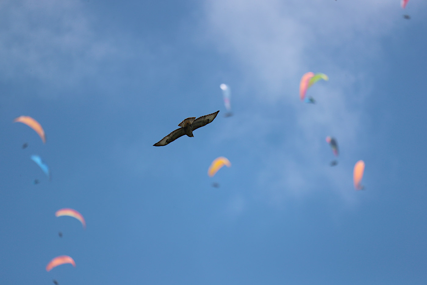 Buzzard at the Paragliding Championships