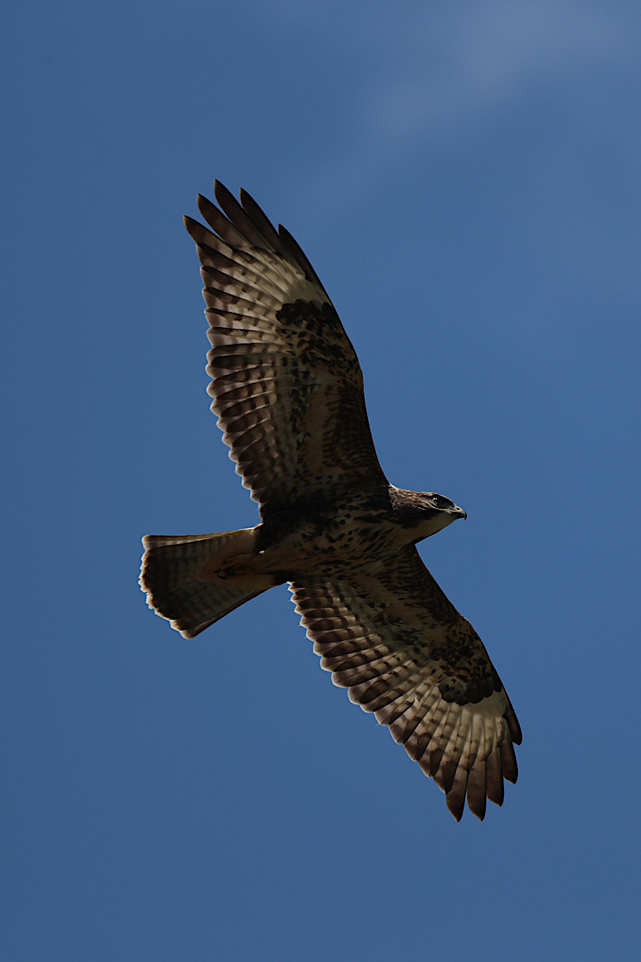 Buteo buteo