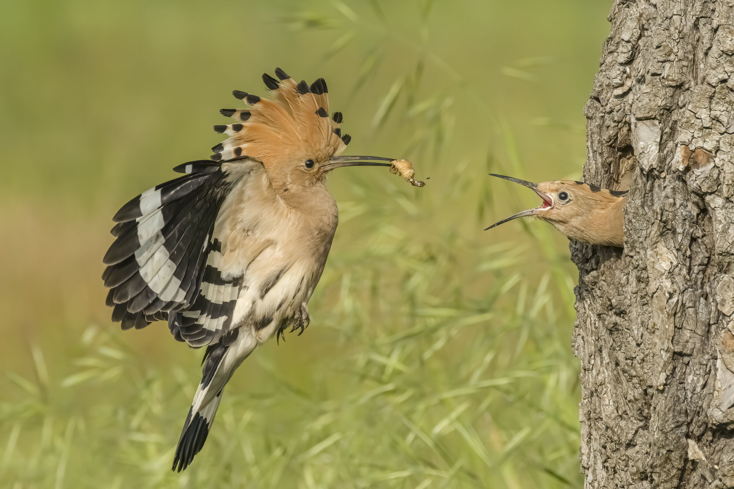 Hoopoe