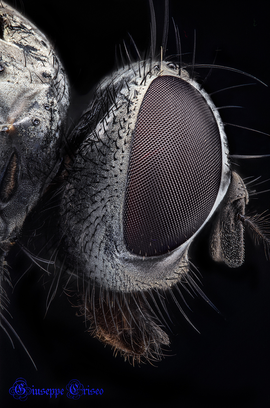 Diptera