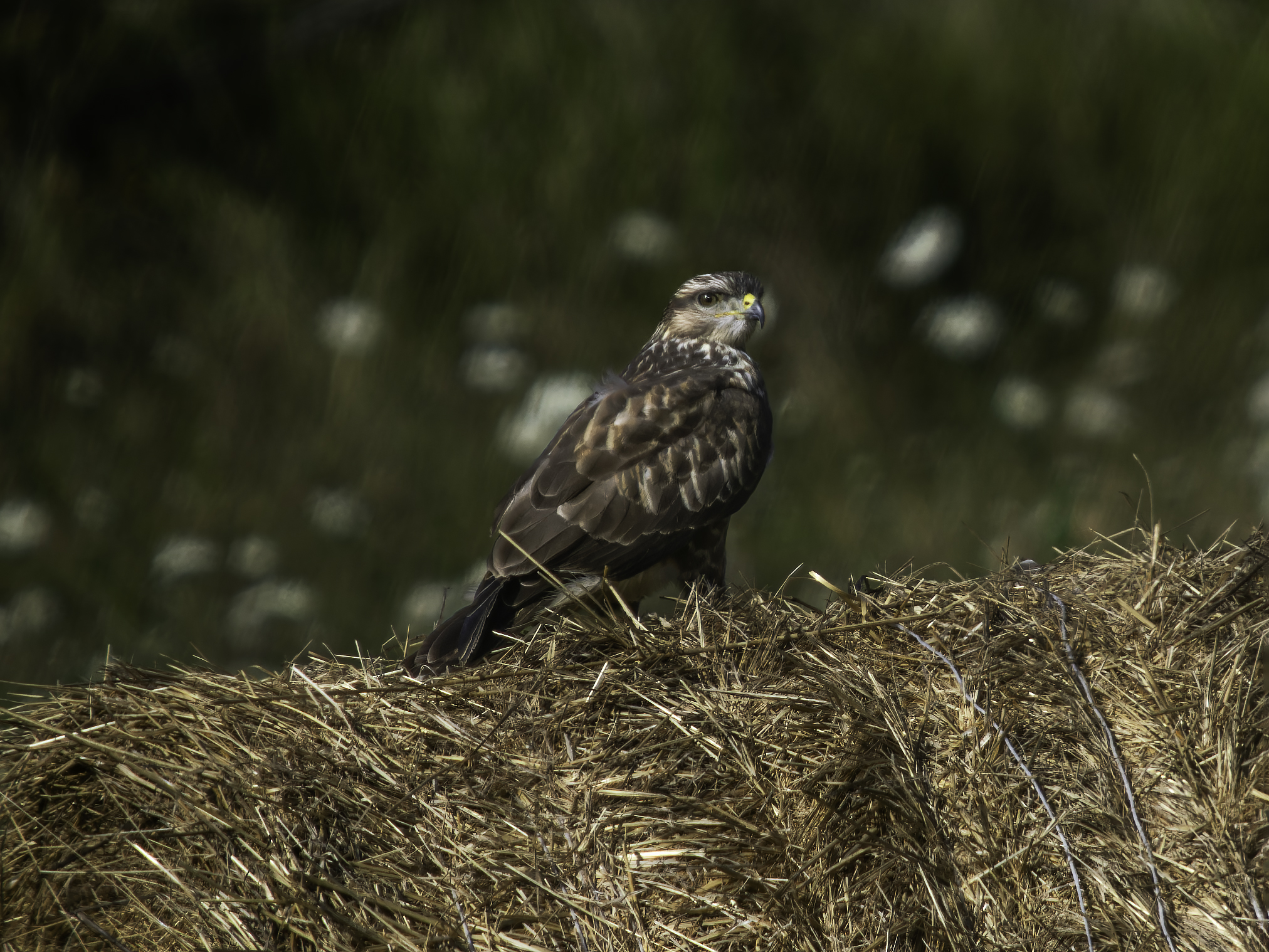 Buzzard