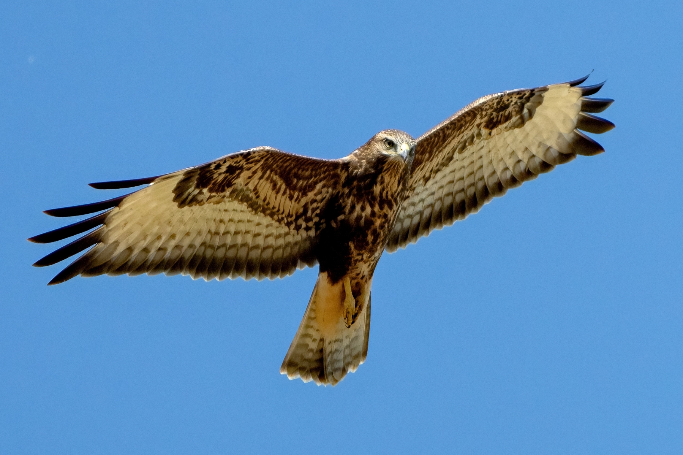 Buzzard (Buteo buteo)