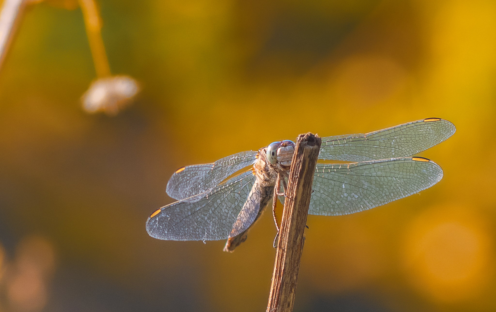 Small dragonfly against the sun