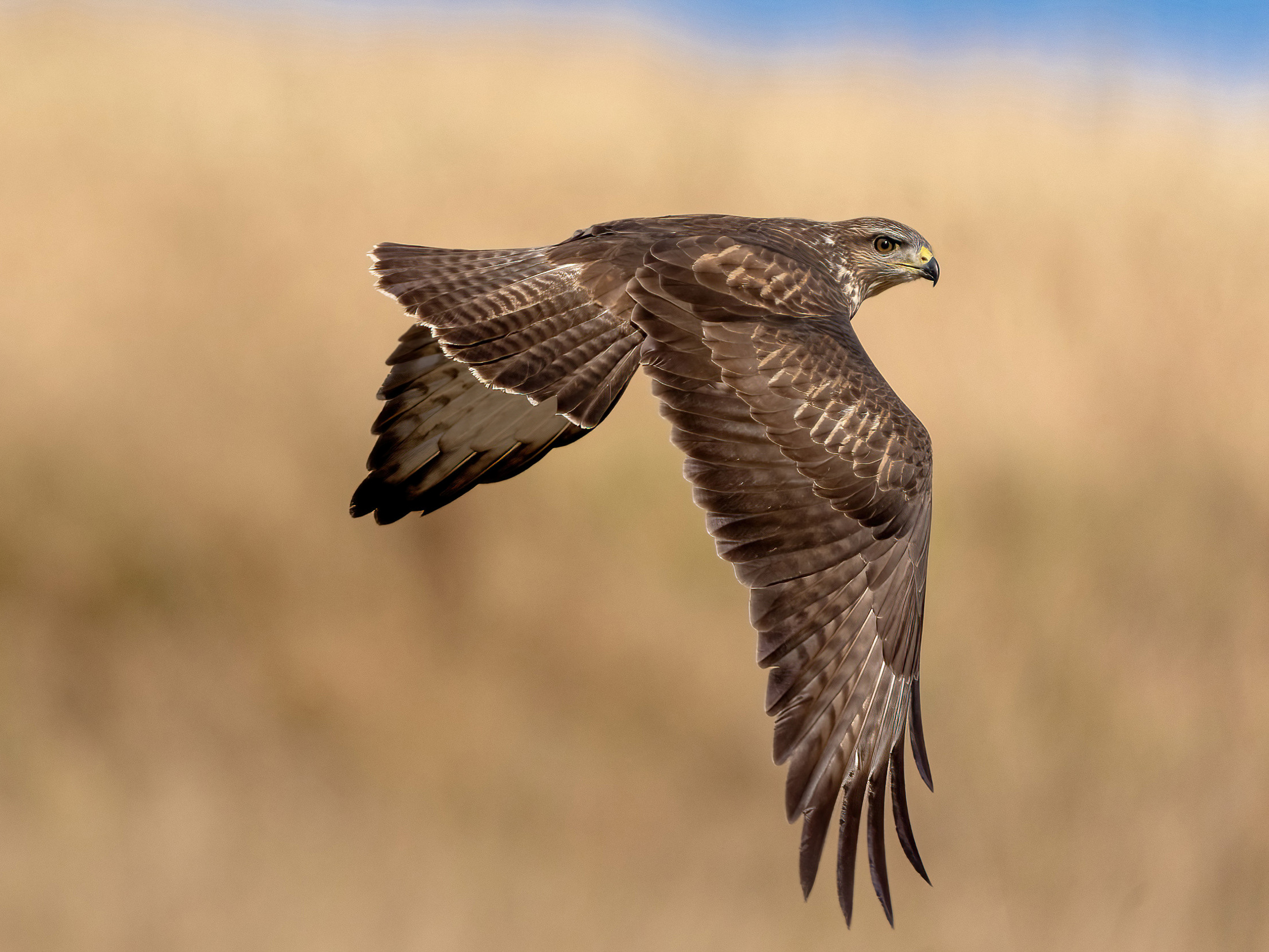 Buzzard (Buteo buteo)