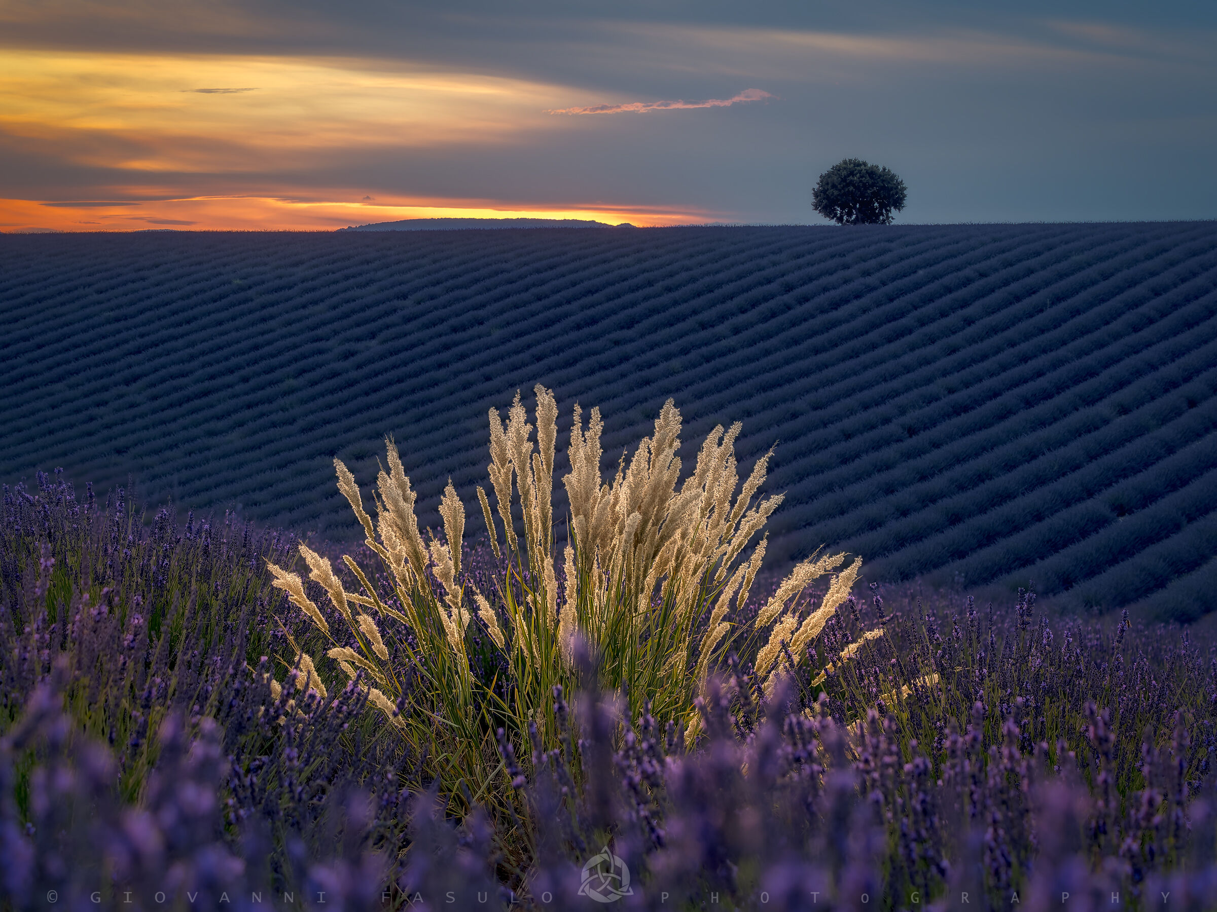 Un mare di lavanda