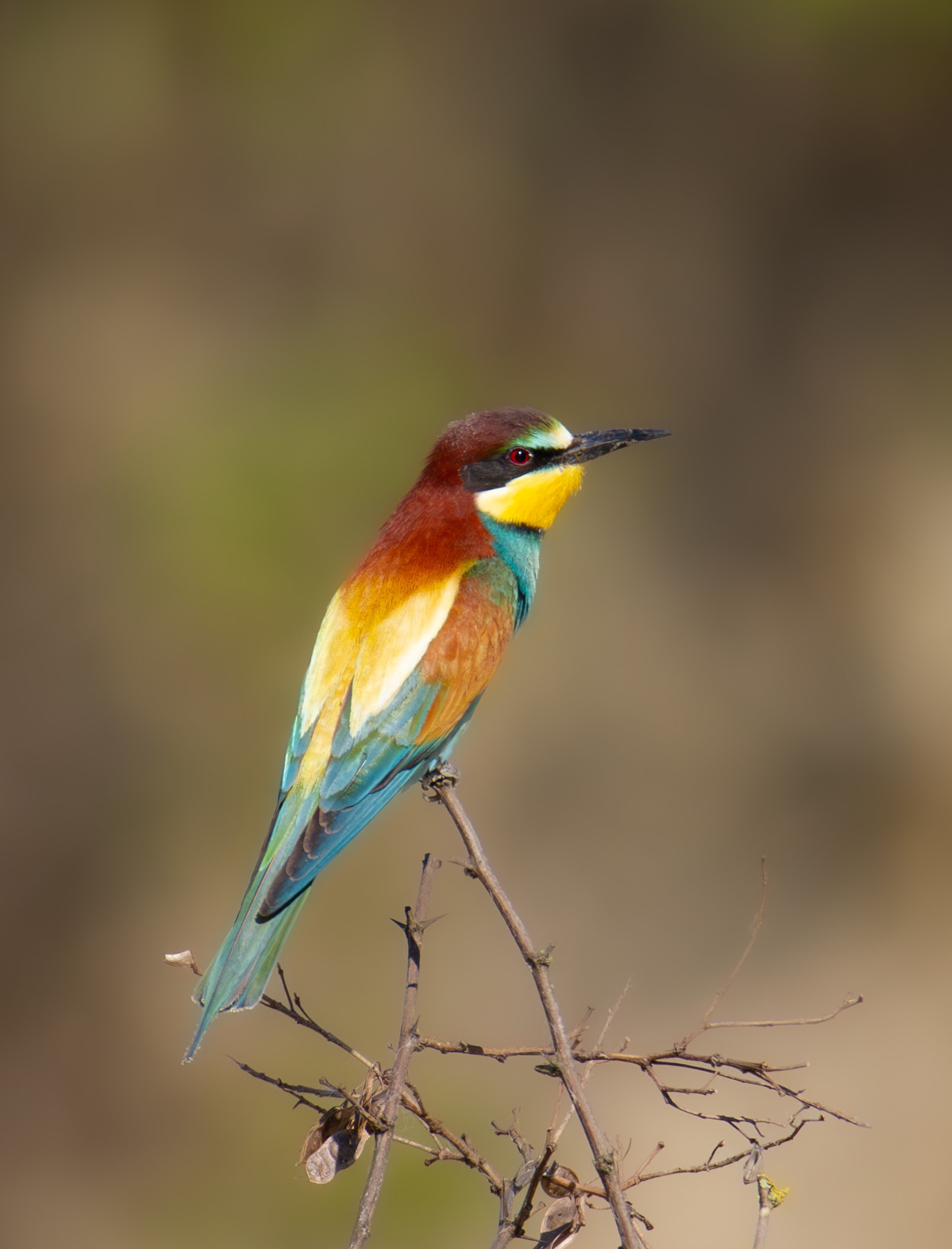 Common bee-eater